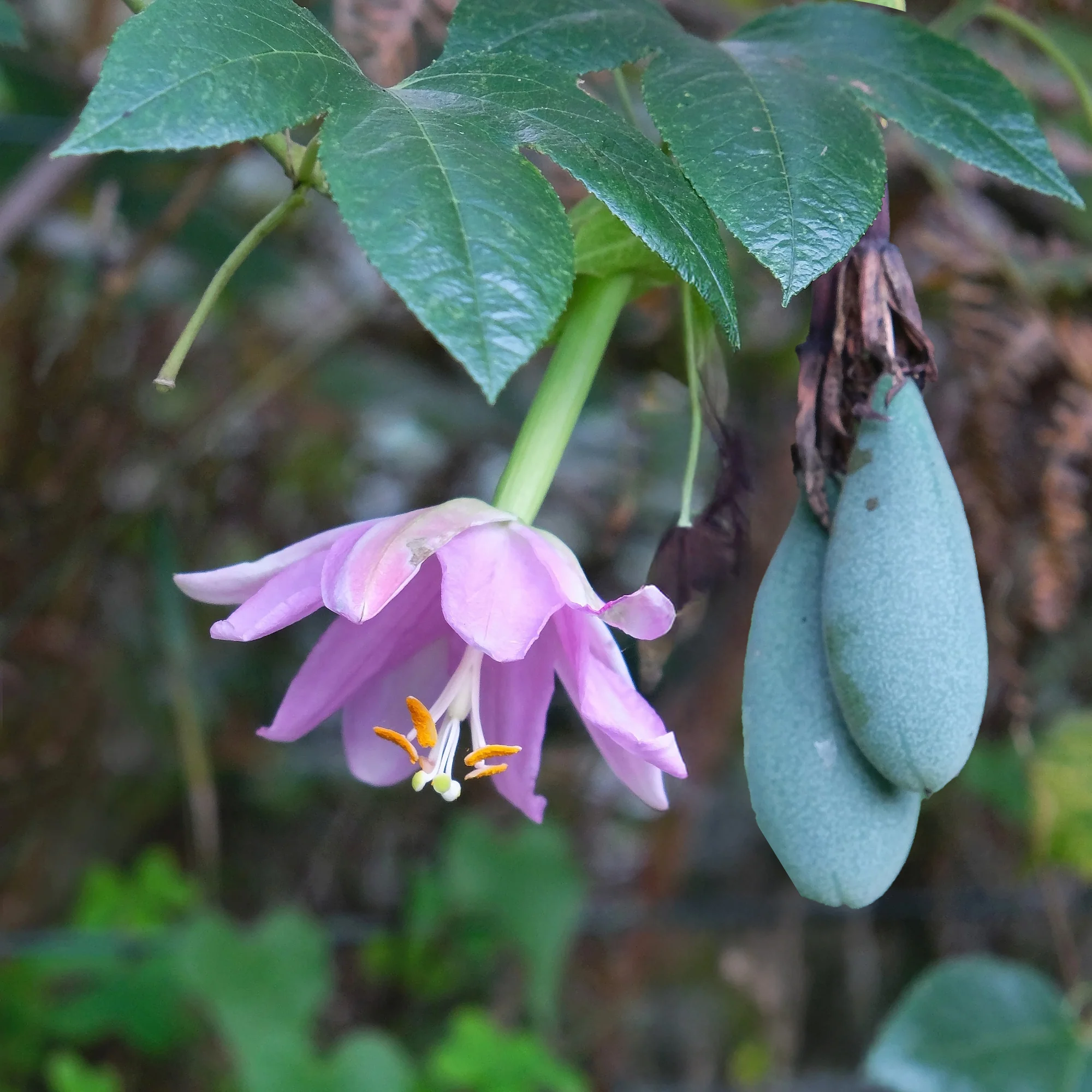 Banaan passiebloem - Image 4