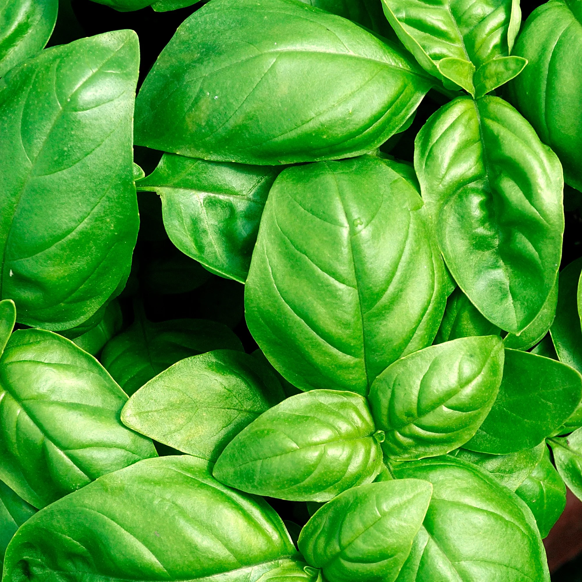 Basilicum 'Grand Vert' - Image 3