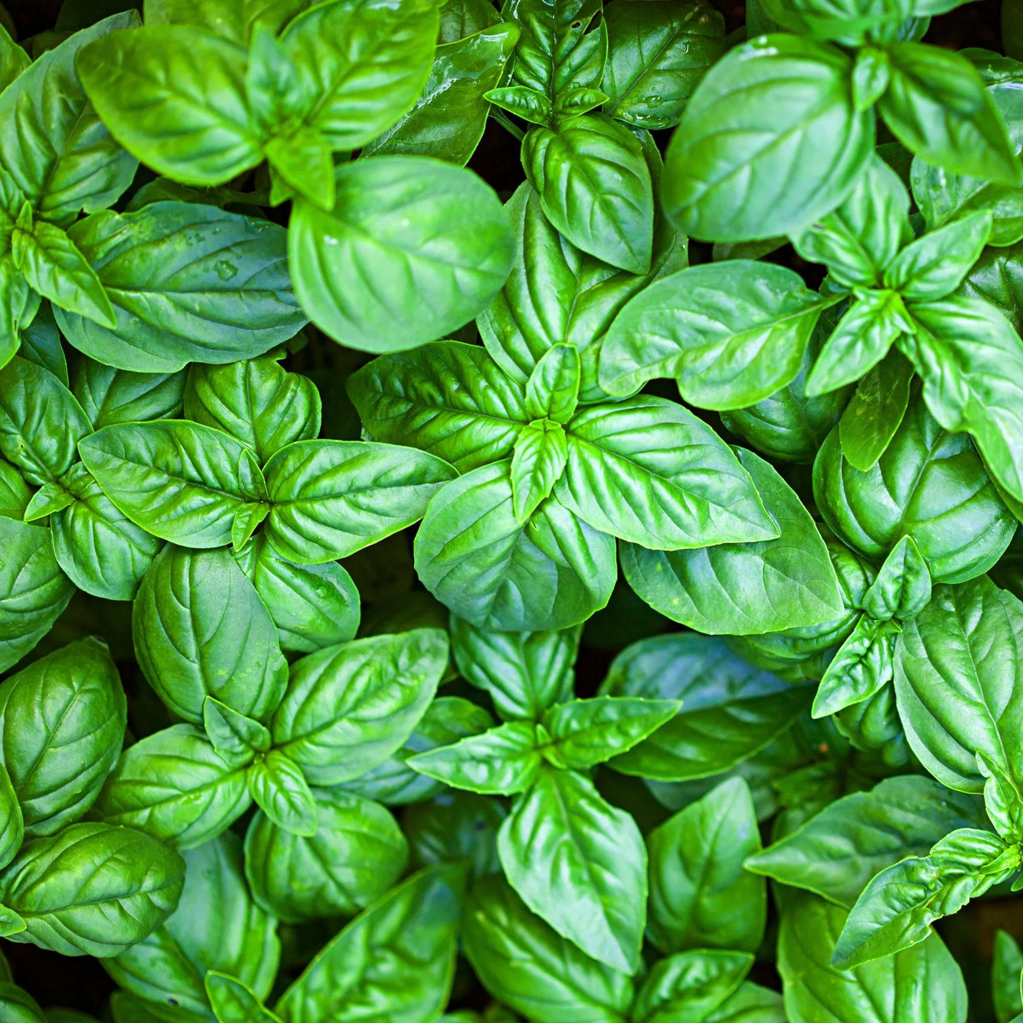 Basilicum 'Grand Vert' - Image 4