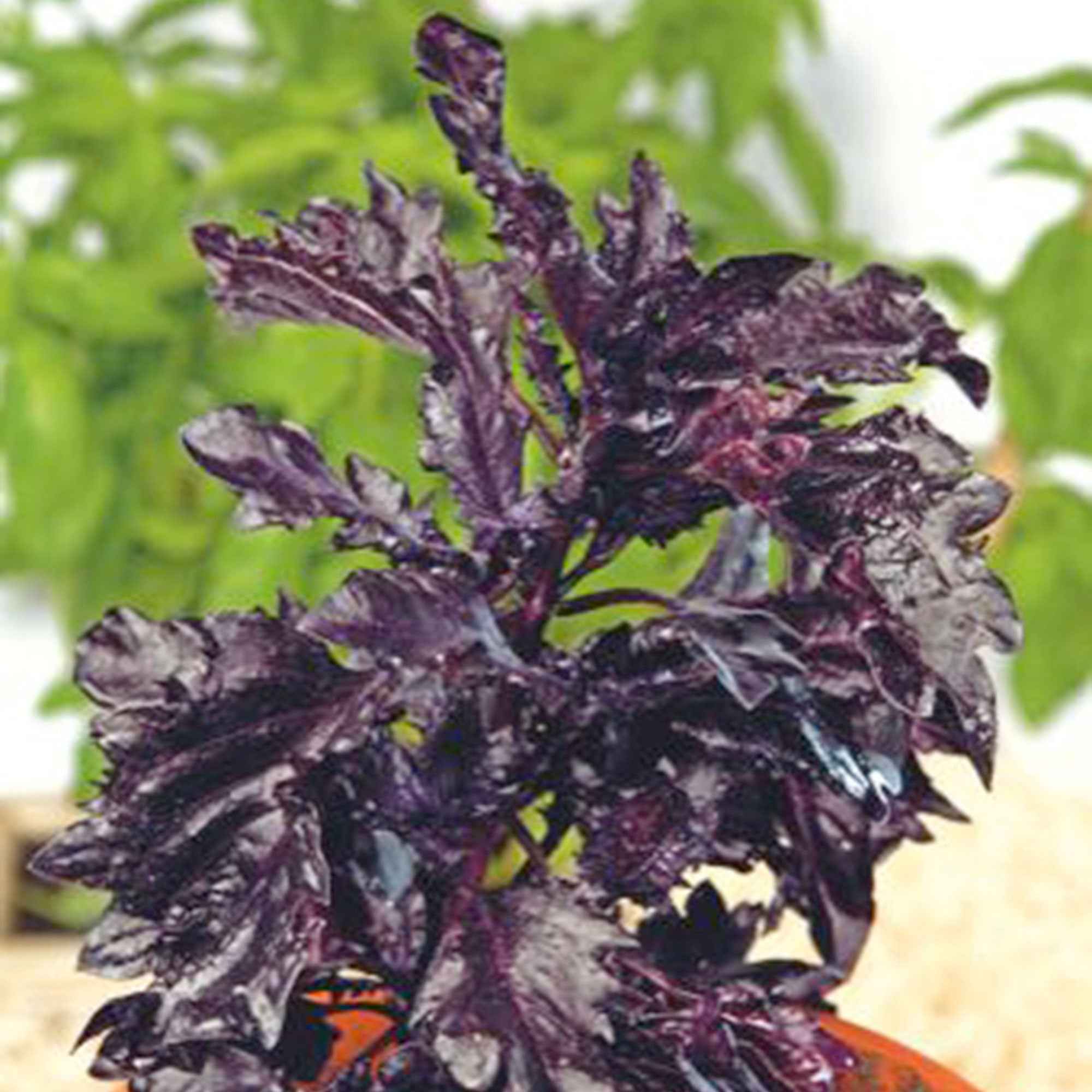 Basilicum 'Purple Ruffles' - Image 2