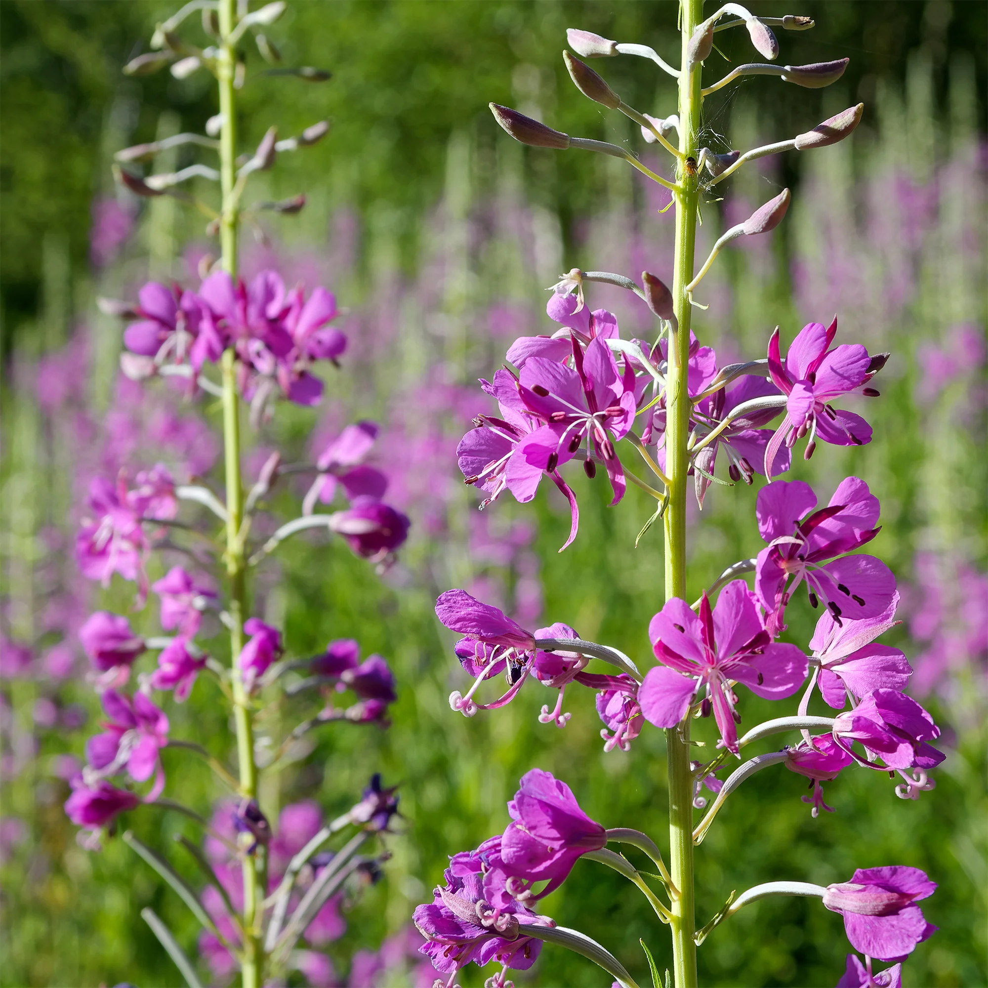 Miniatuur 2