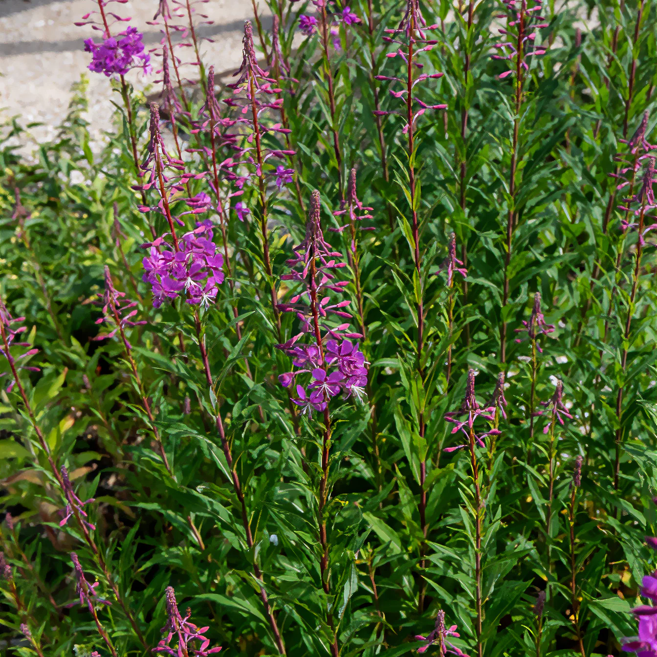 Basterdwederik Saint-Antoine - Image 4