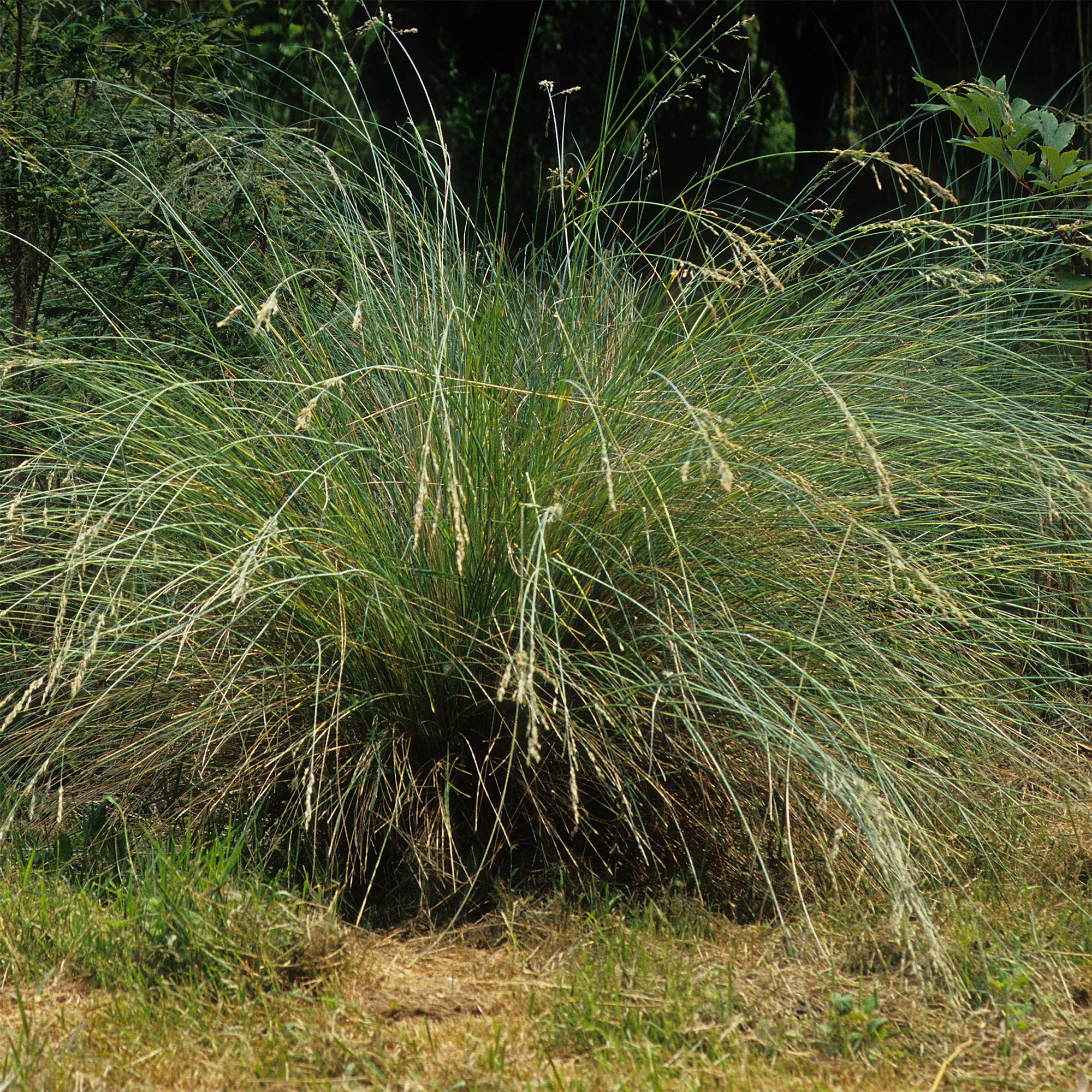 Beemdgras Tussock grass