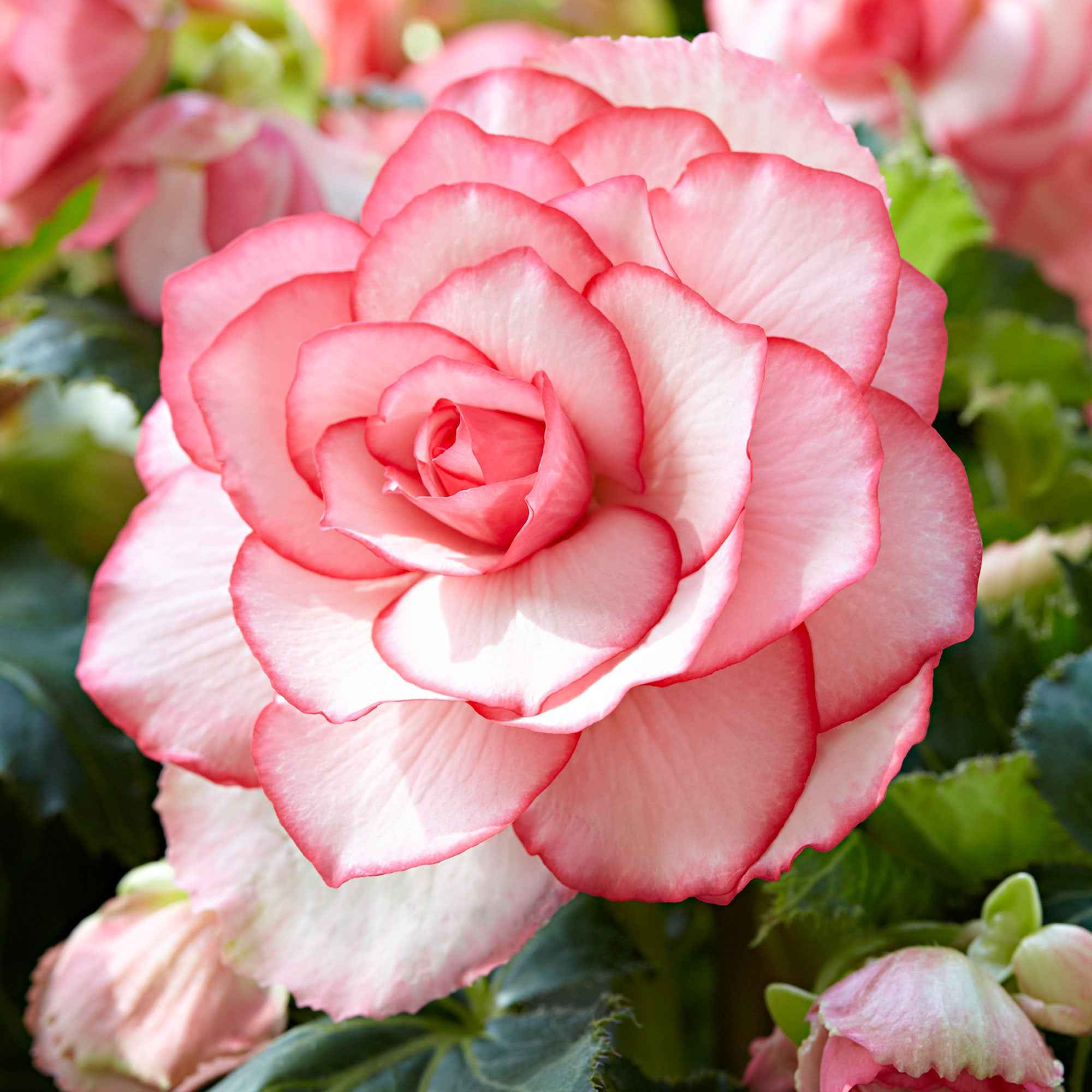 Begonia 'Cascade Florence' (x3)