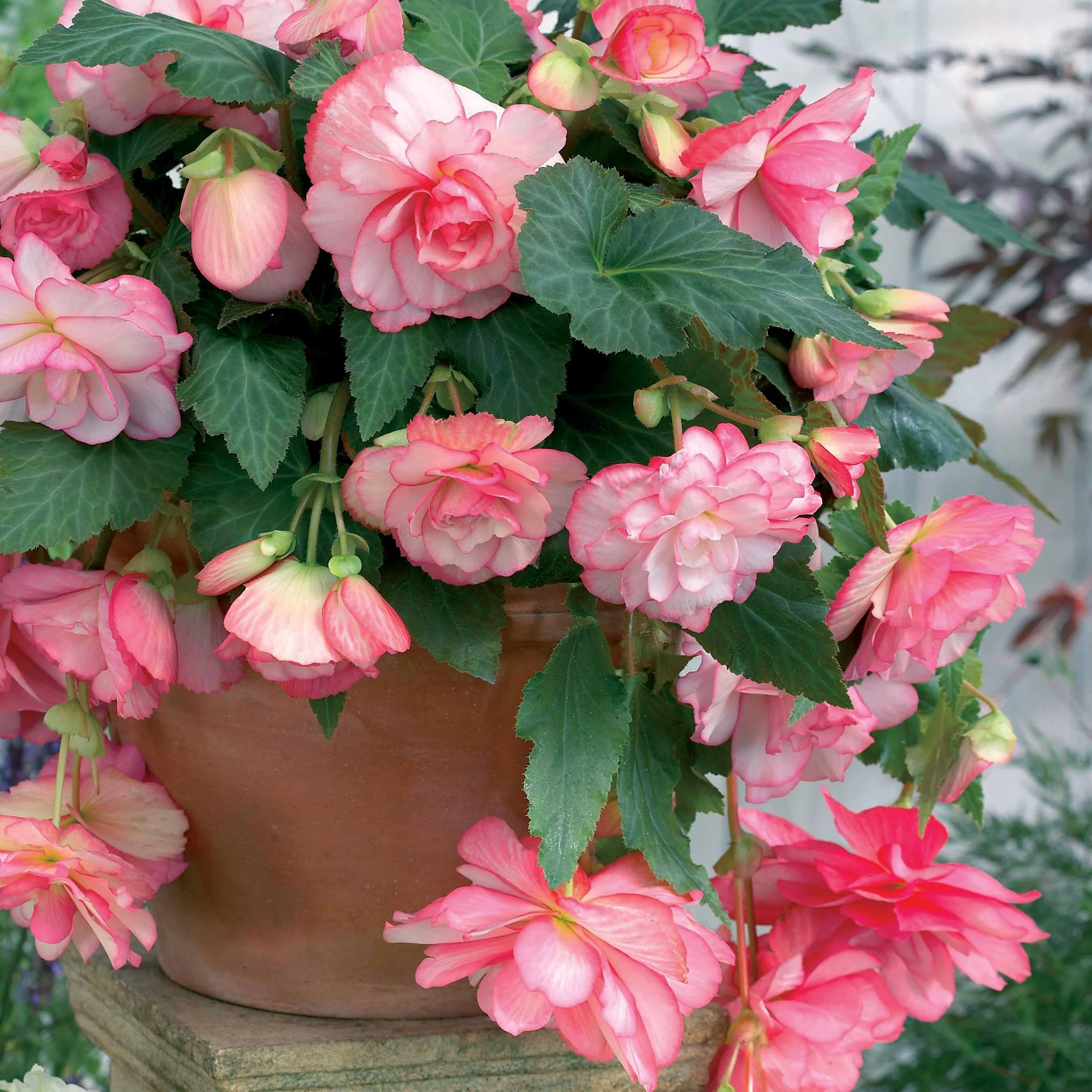 Begonia 'Cascade Florence' (x3) - Image 2