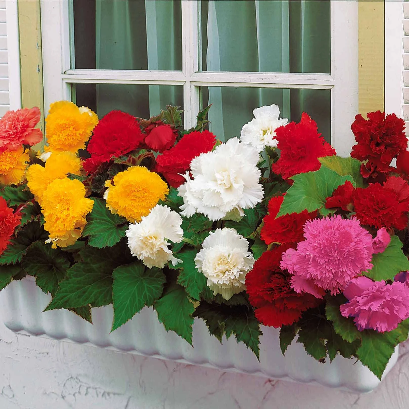 Begonia 'Frimbiata' (x10) - Image 3
