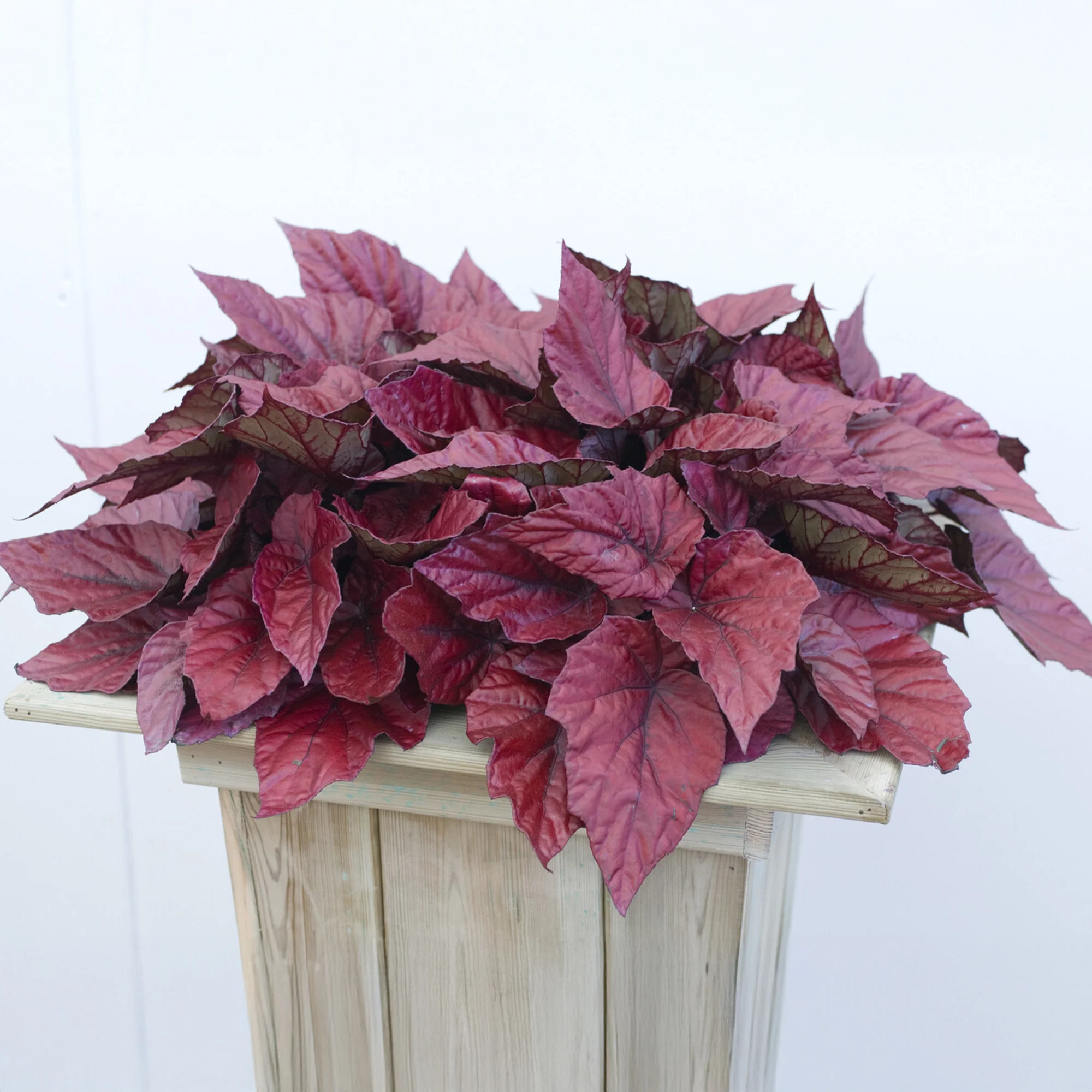 Begonia Inca Flame