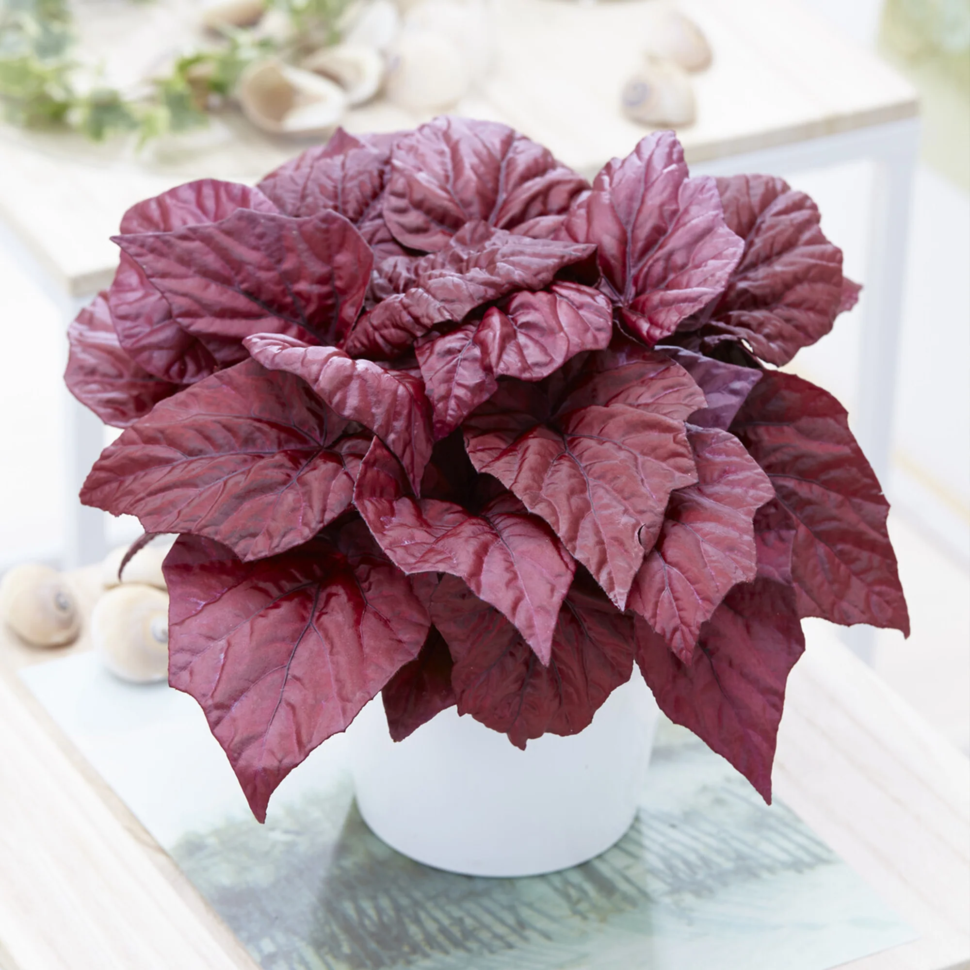 Begonia Inca Flame - Image 2
