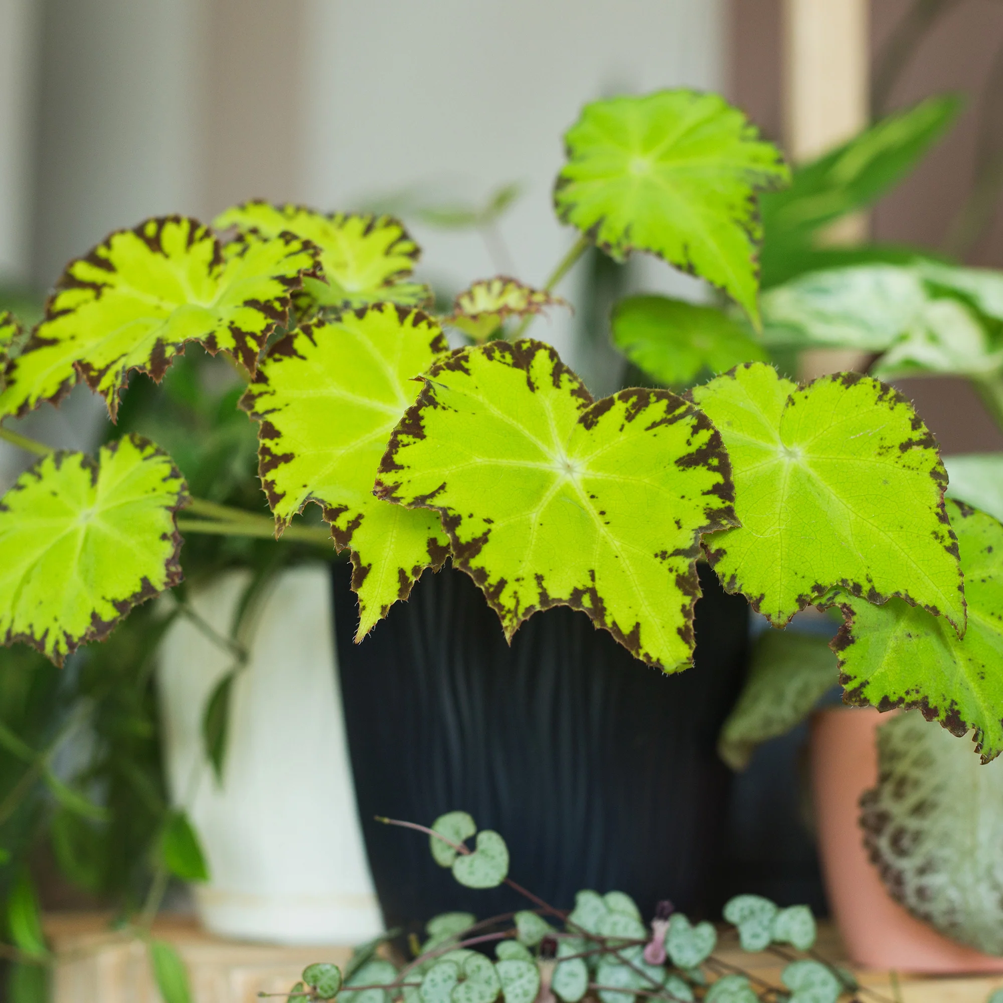 Begonia Lima Love - Image 2