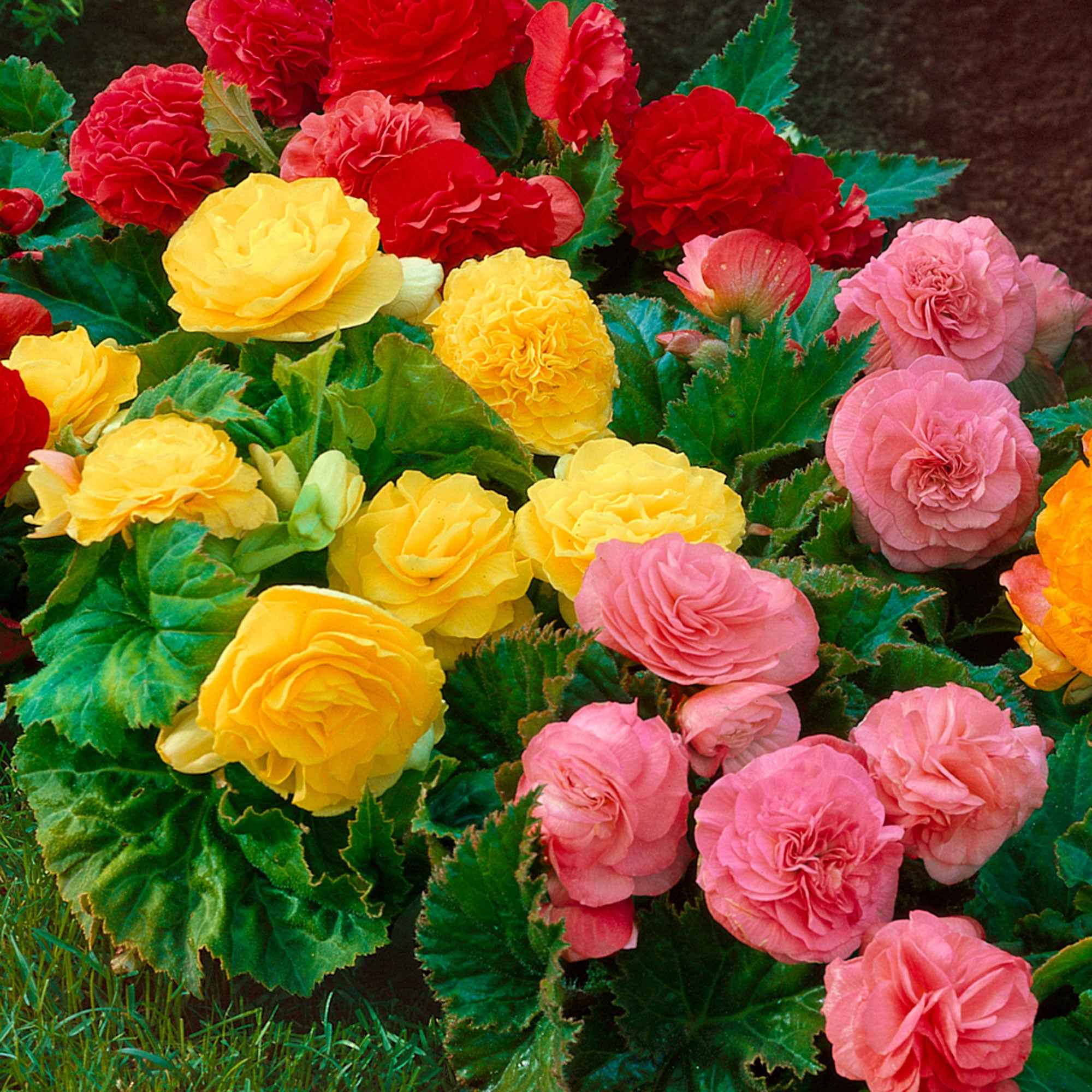 Begonia Mix 'Non Stop' (x6) - Image 3