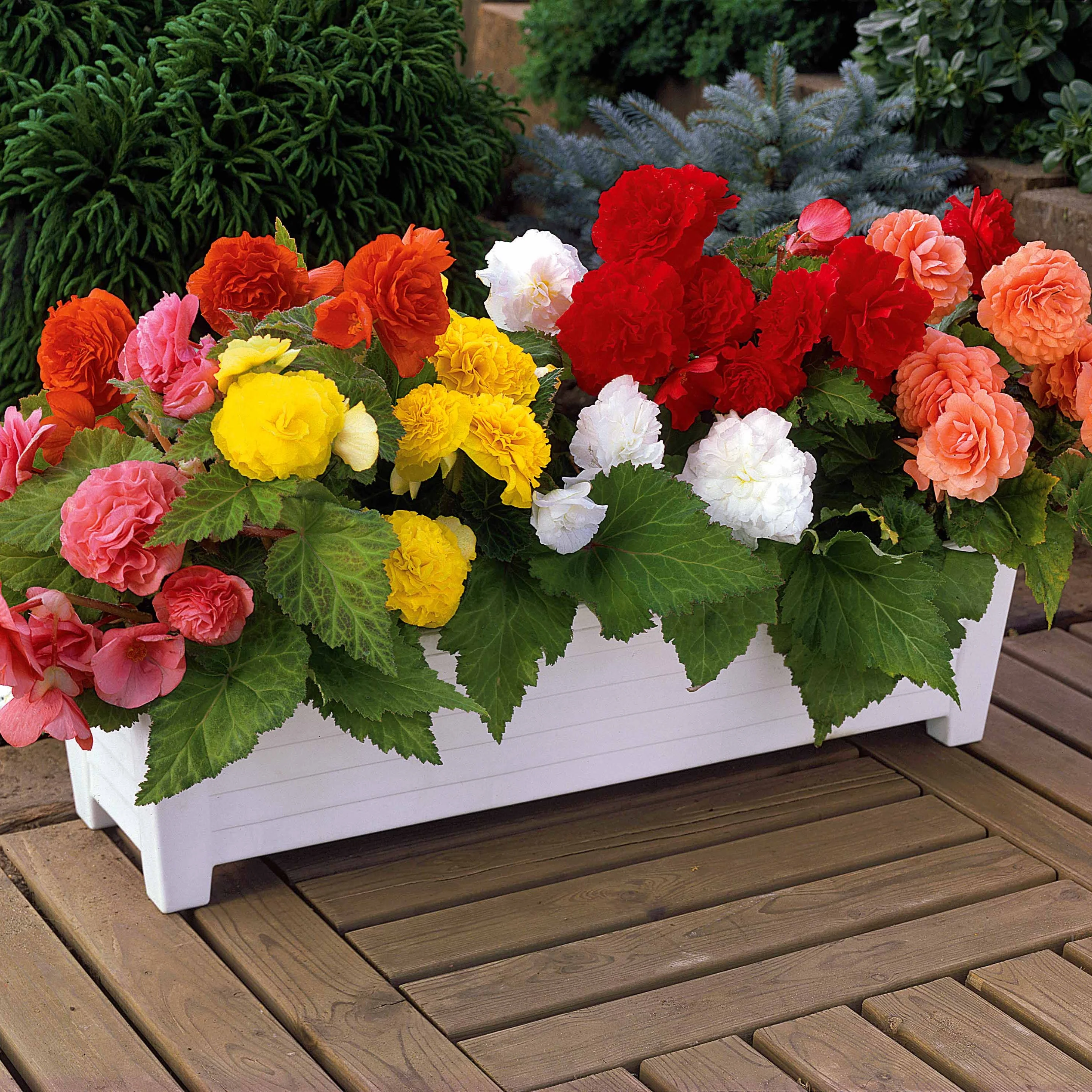 Begonia Mix 'Non Stop' (x6) - Image 4