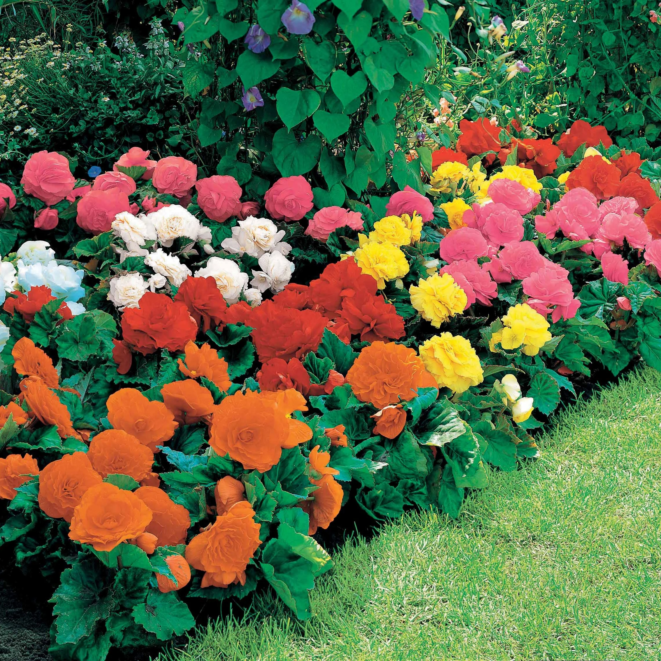 Begonia Mix 'Non Stop' - geel/rood/roze/wit (x16) - Image 3