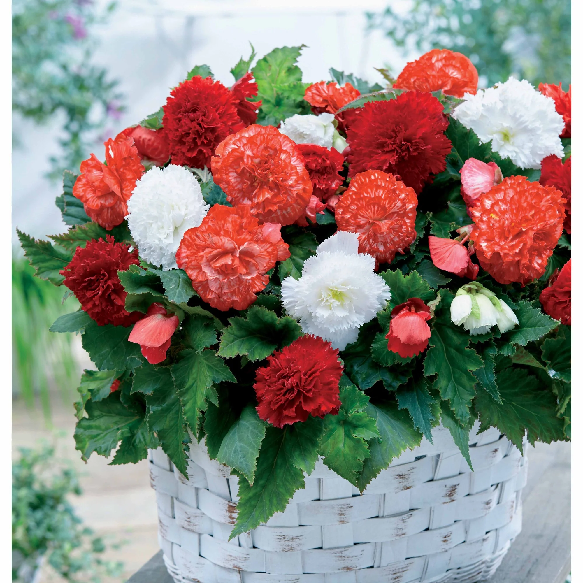 Begonia Mix - rood + wit + gemengd (x9)