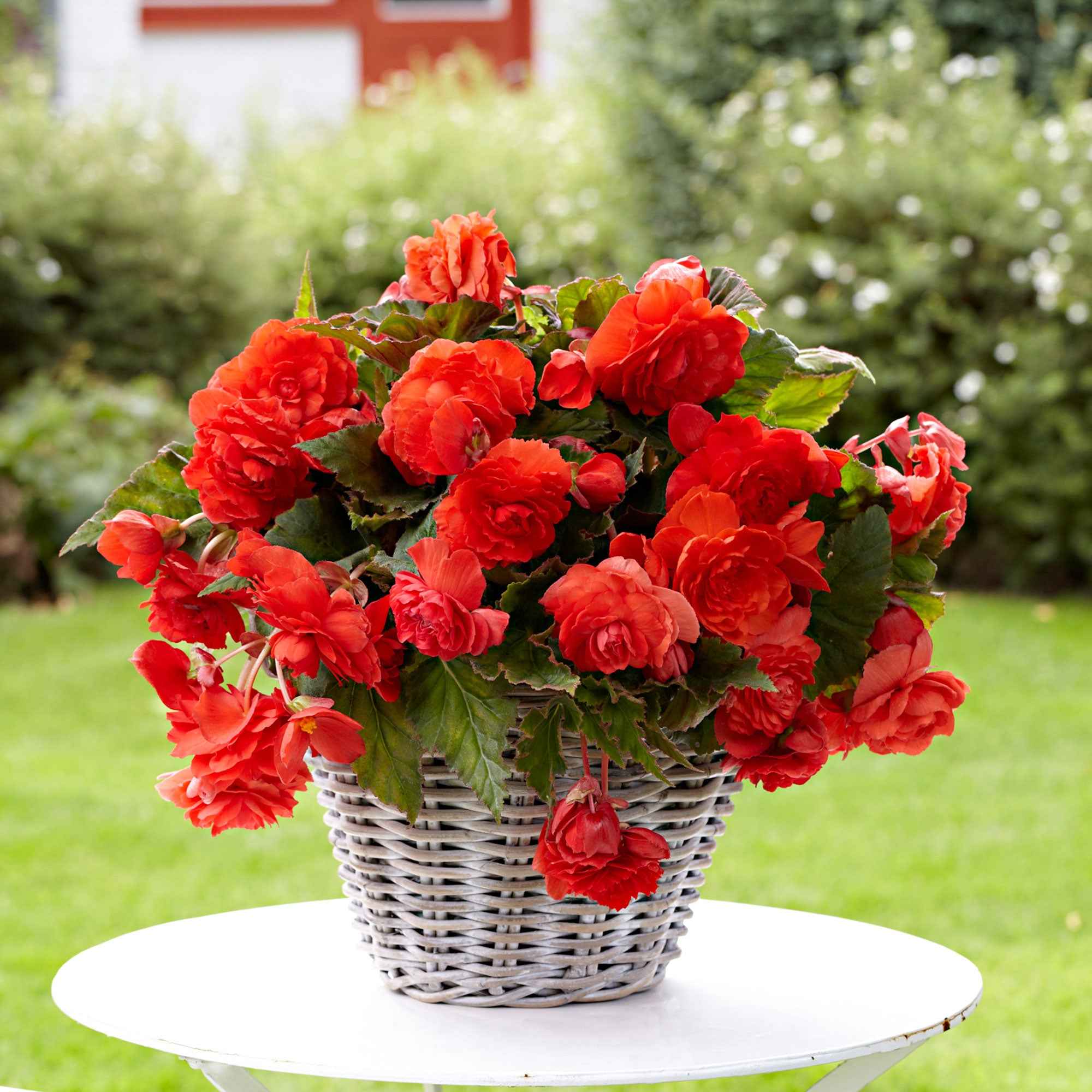 Begonia 'Red Glory' (x5)