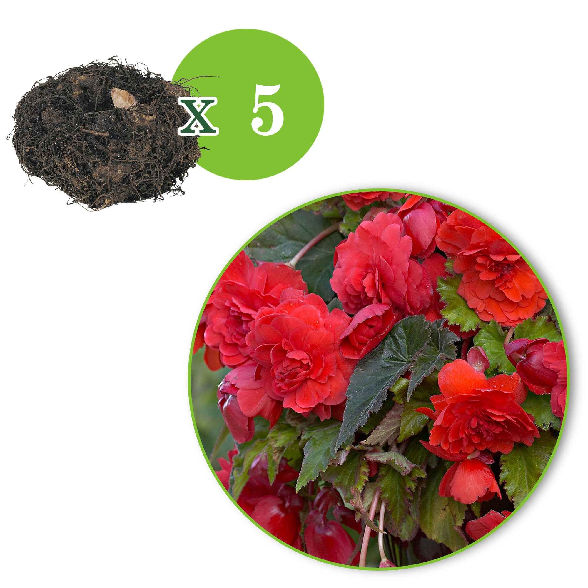 Begonia 'Red Glory' (x5) - Image 2