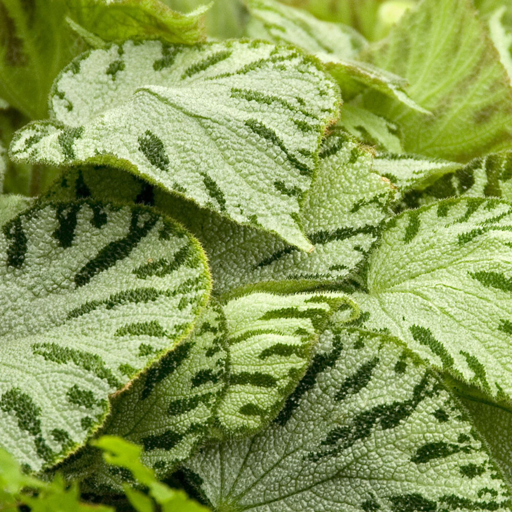 Begonia 'Silver Jewel'