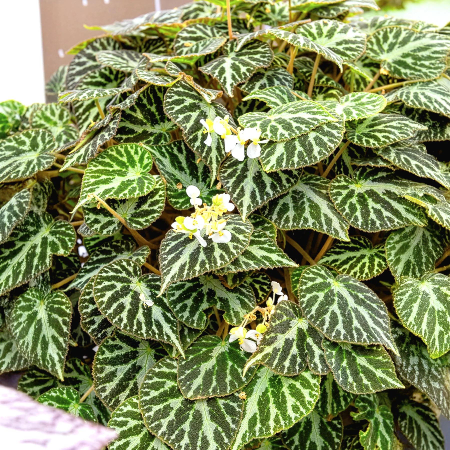 Begonia 'Silver Jewel' - Image 2