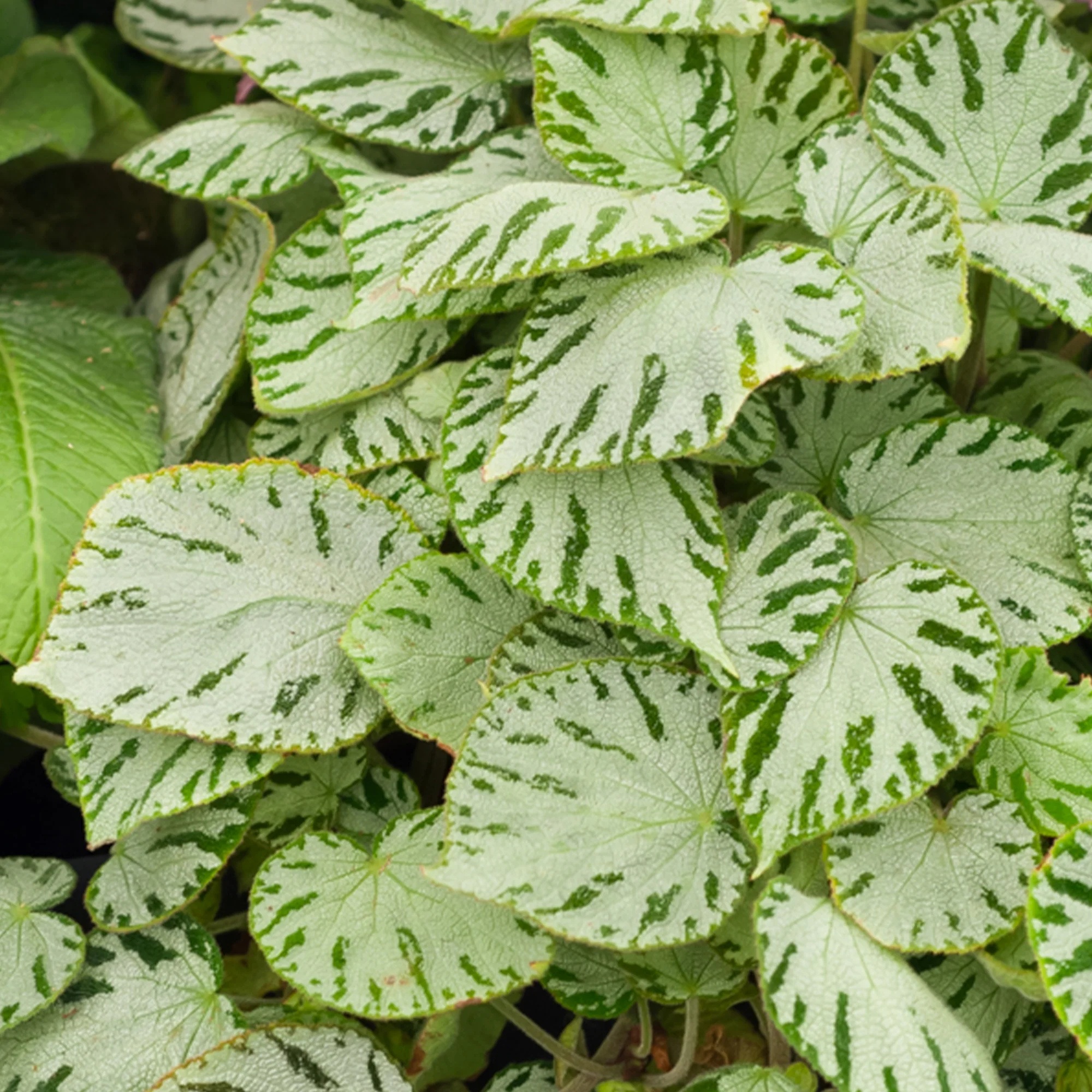 Begonia 'Silver Jewel' - Image 3