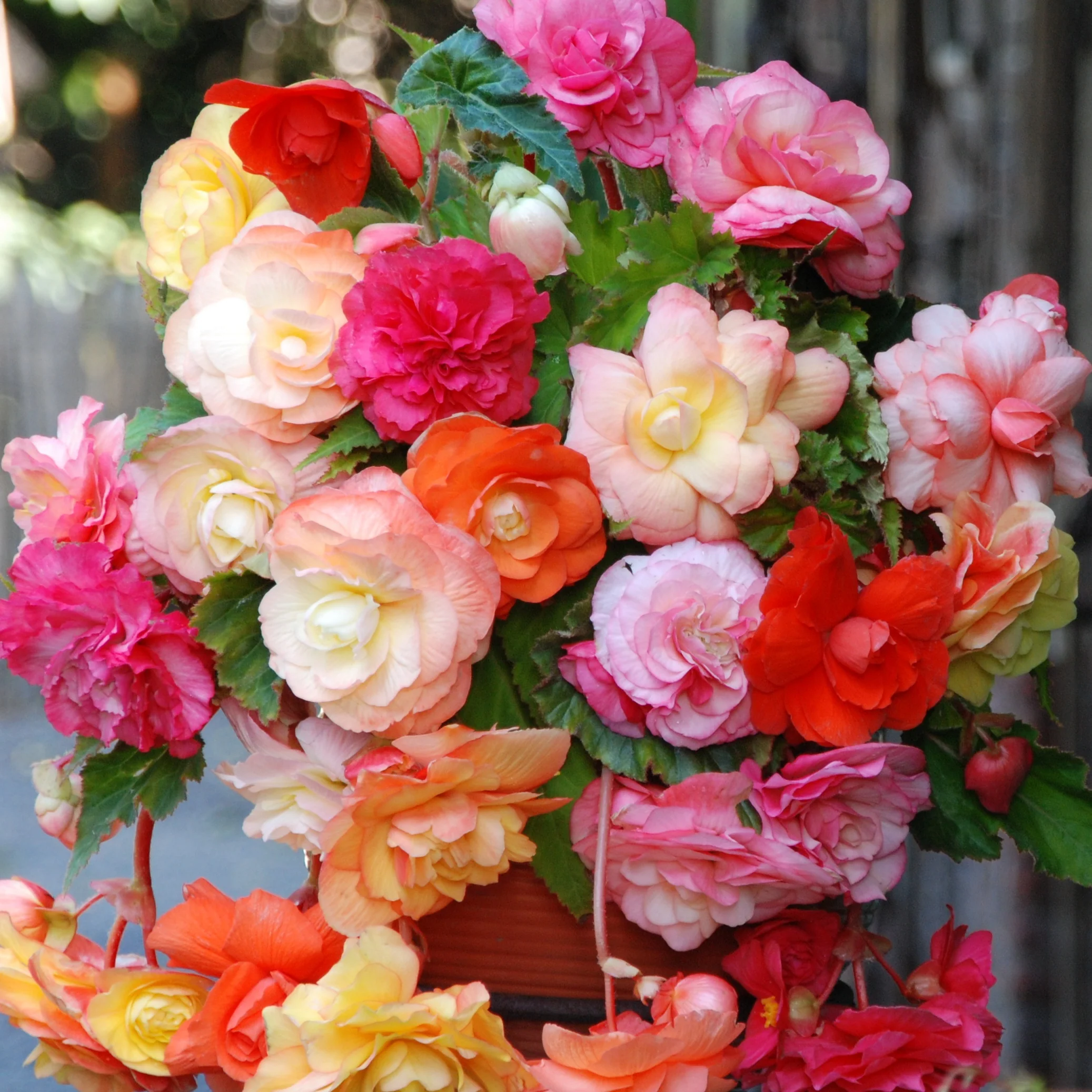 Begonia 'Splendid' Mix (x5)