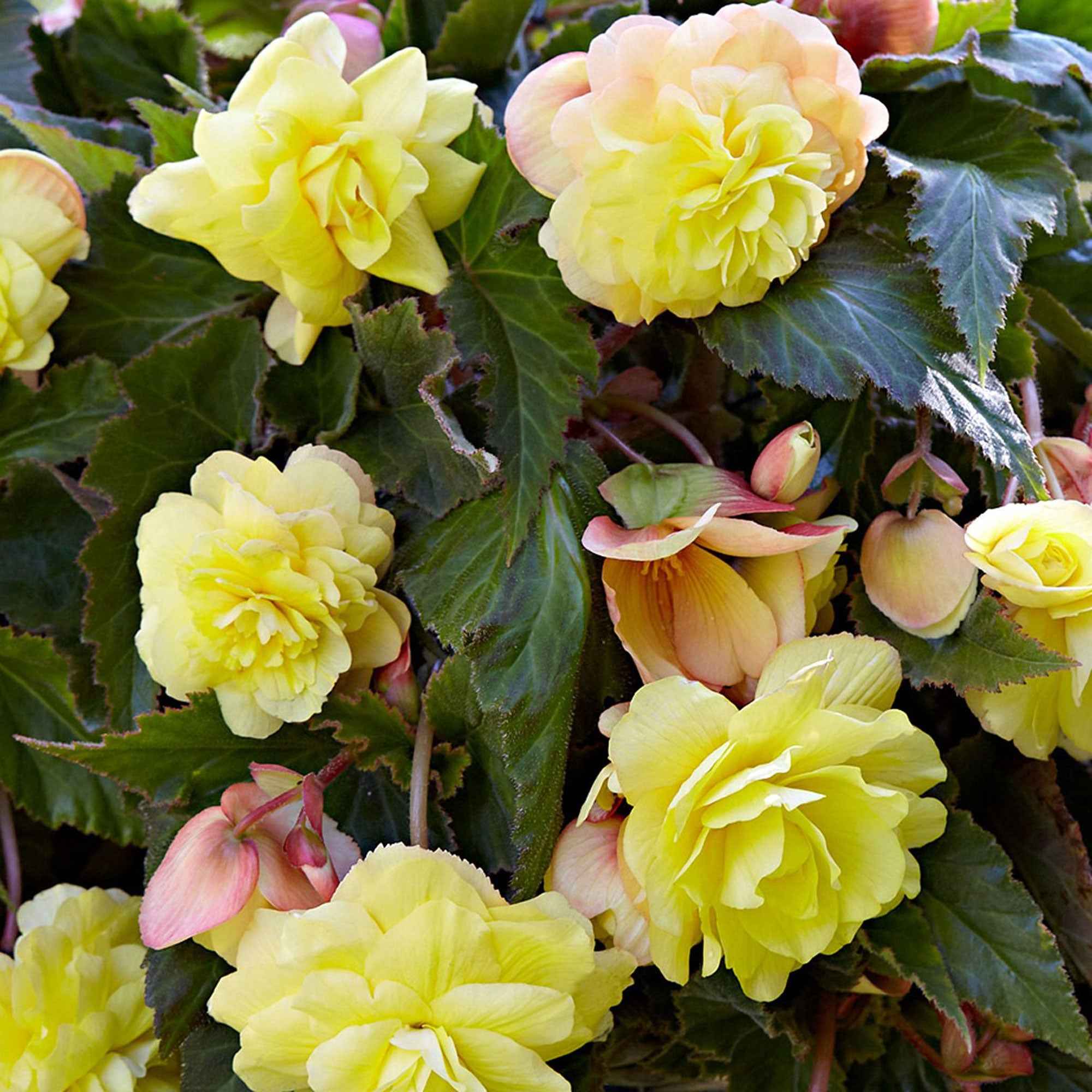 Begonia 'Sunny Dream' (x5)