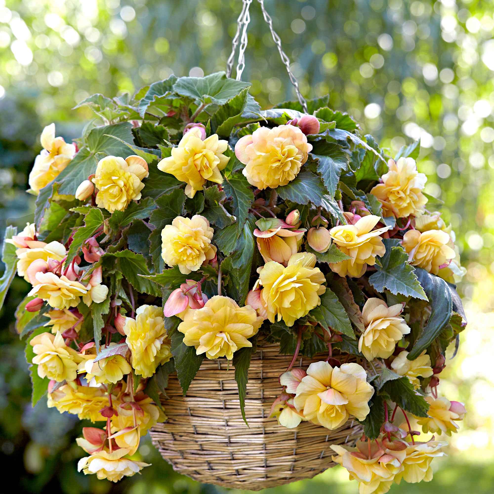 Begonia 'Sunny Dream' (x5) - Image 2