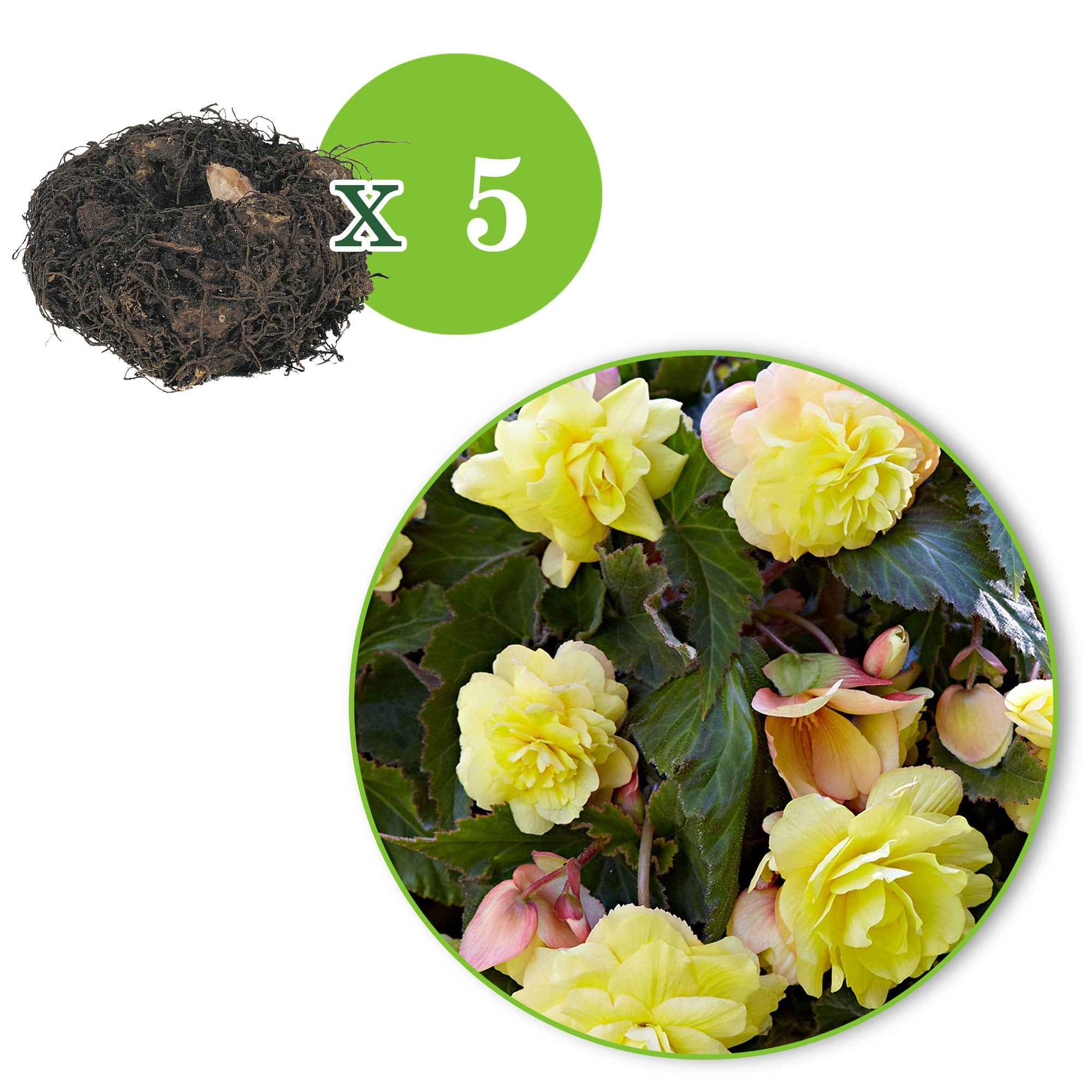 Begonia 'Sunny Dream' (x5) - Image 3