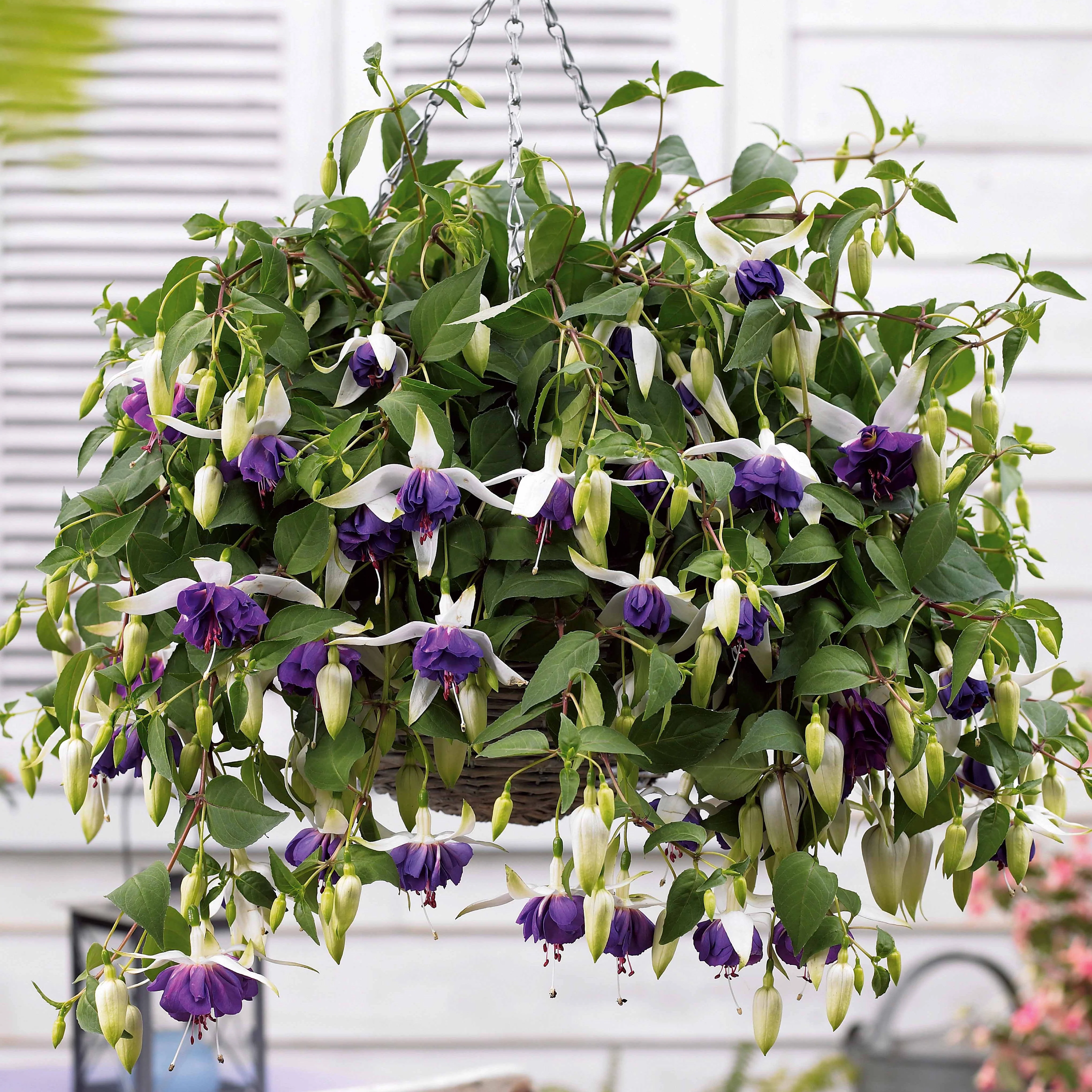 Bellenplant 'Blue Angel' (x3)