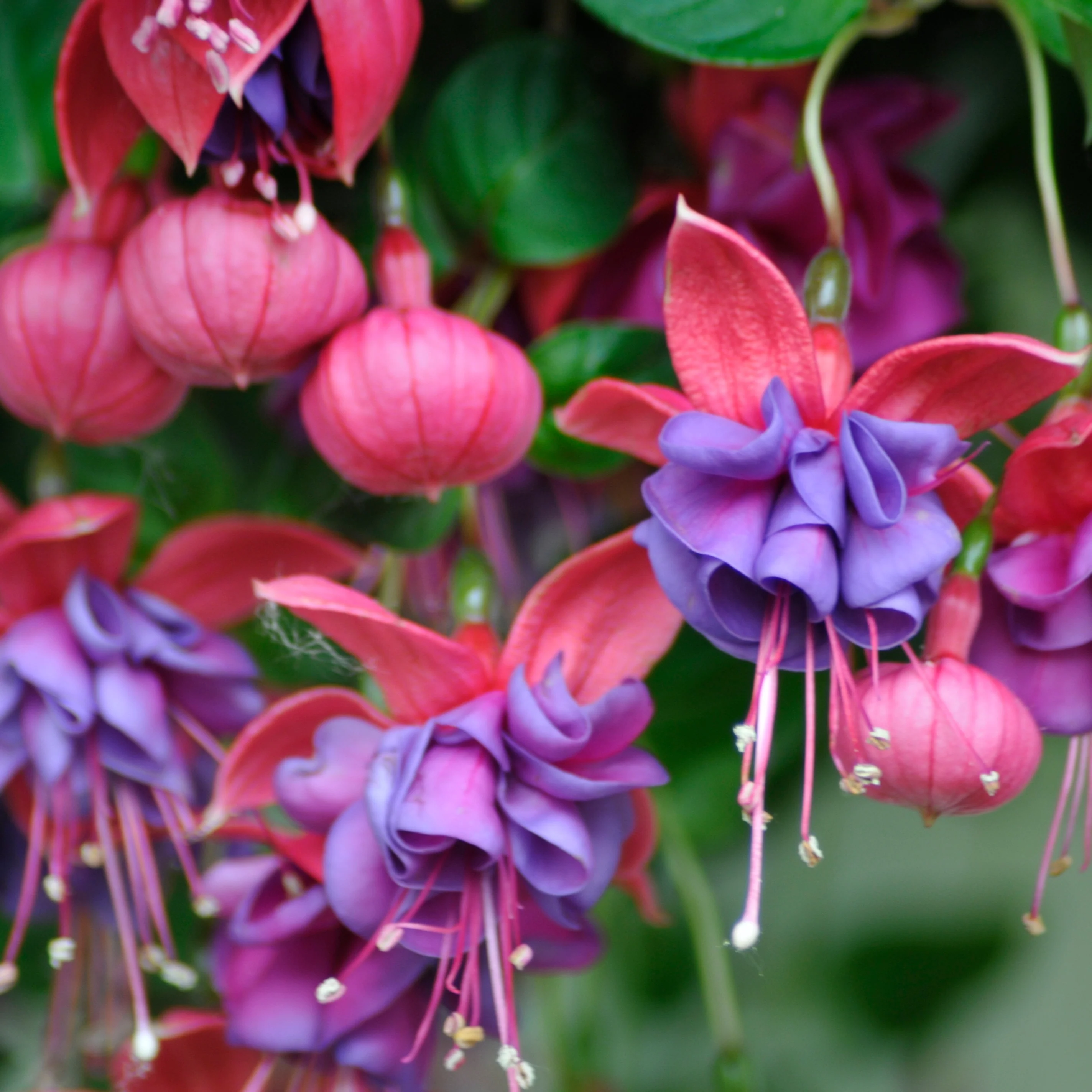 Bellenplant 'Dark Eyes' (x3) - Image 3