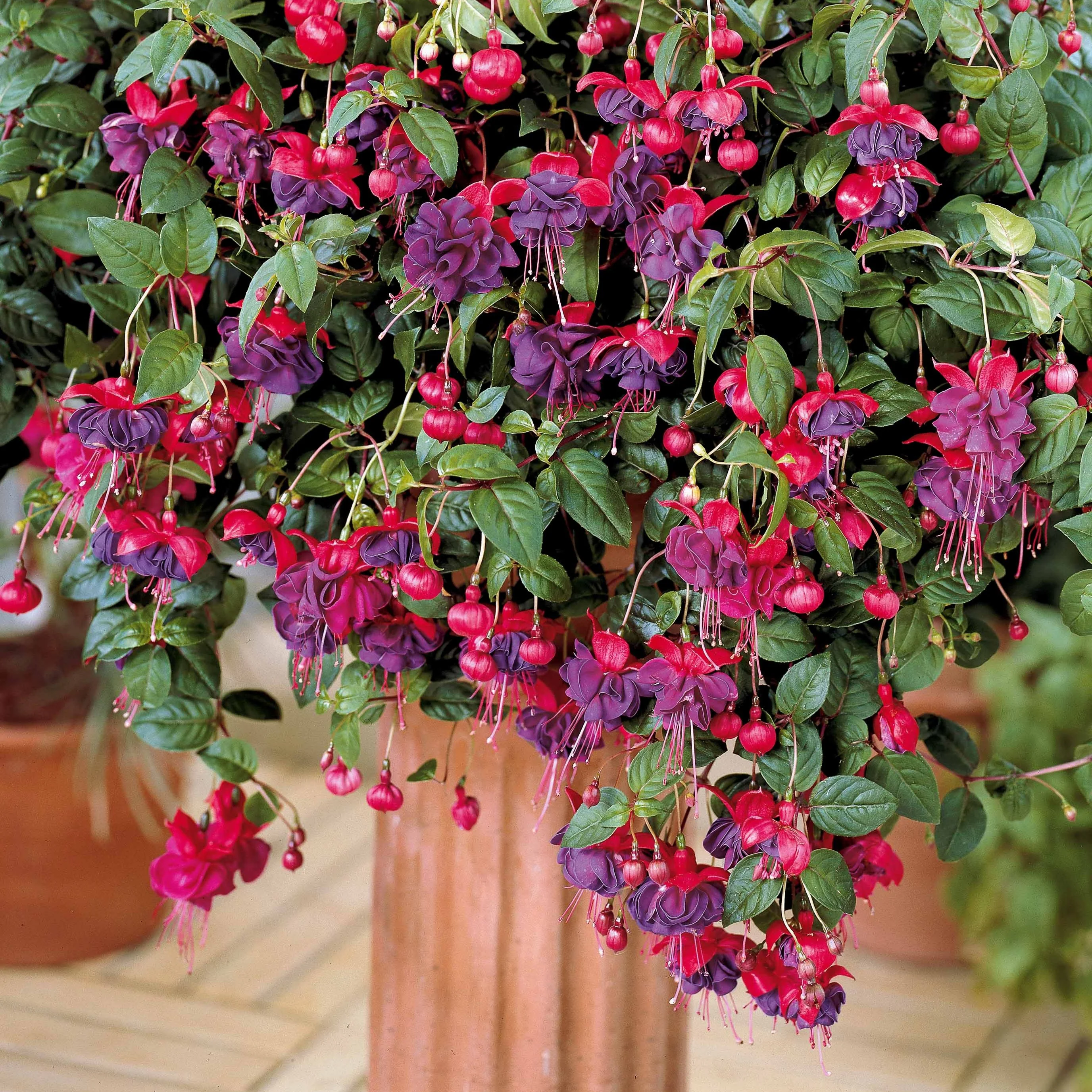 Bellenplant 'Dark Eyes' (x3) - Image 4