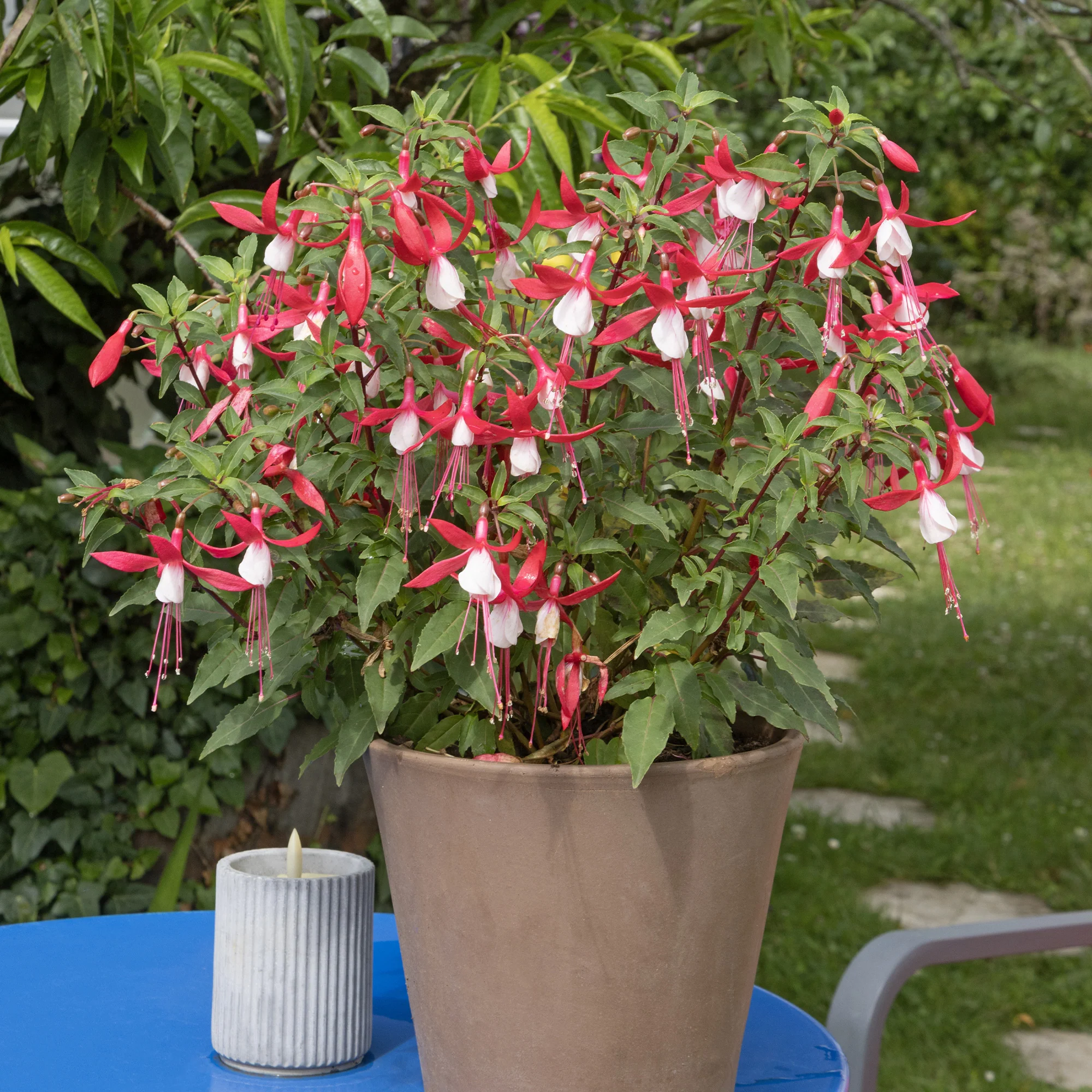 Bellenplant 'Madame Cornelissen'