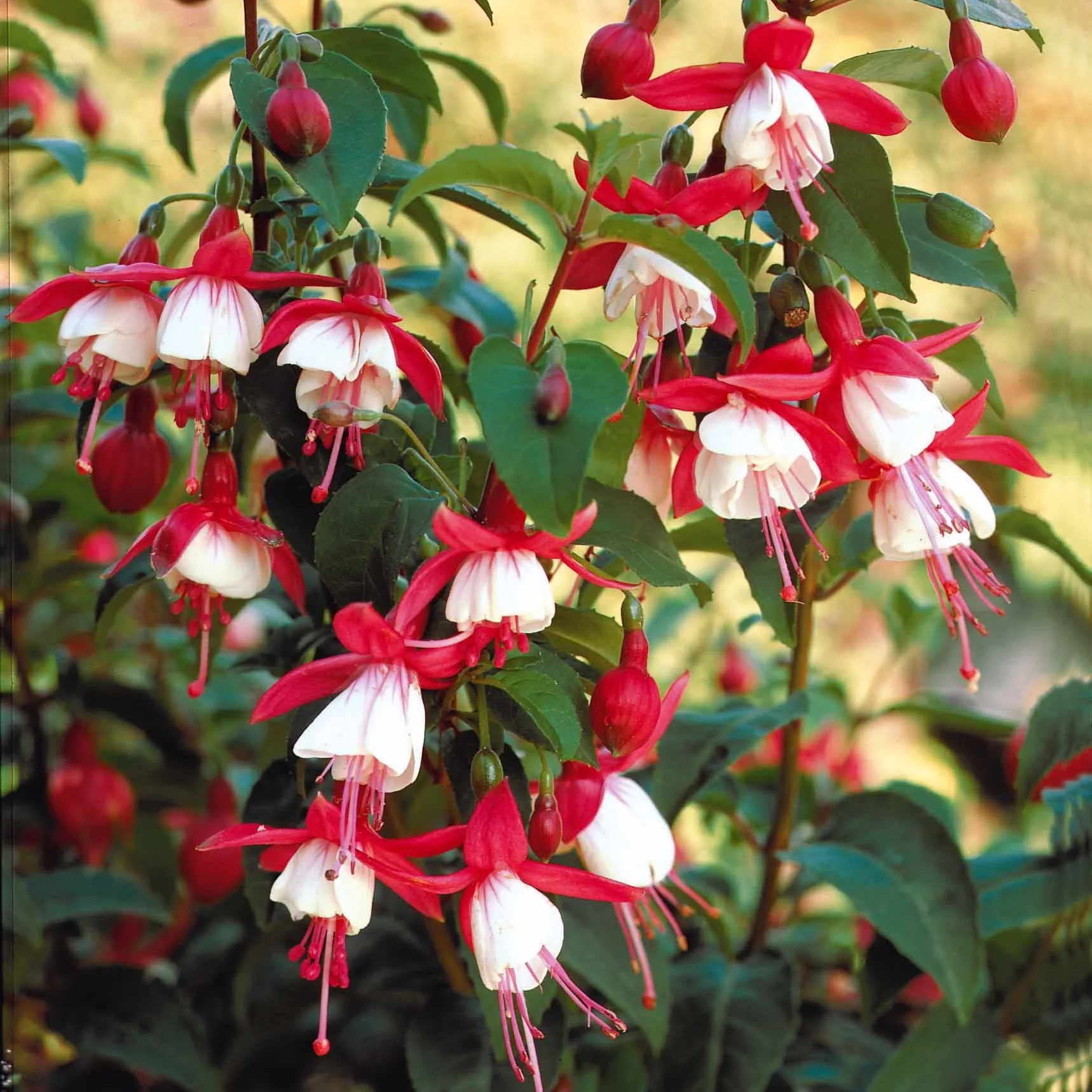 Bellenplant 'Madame Cornelissen' - Image 3