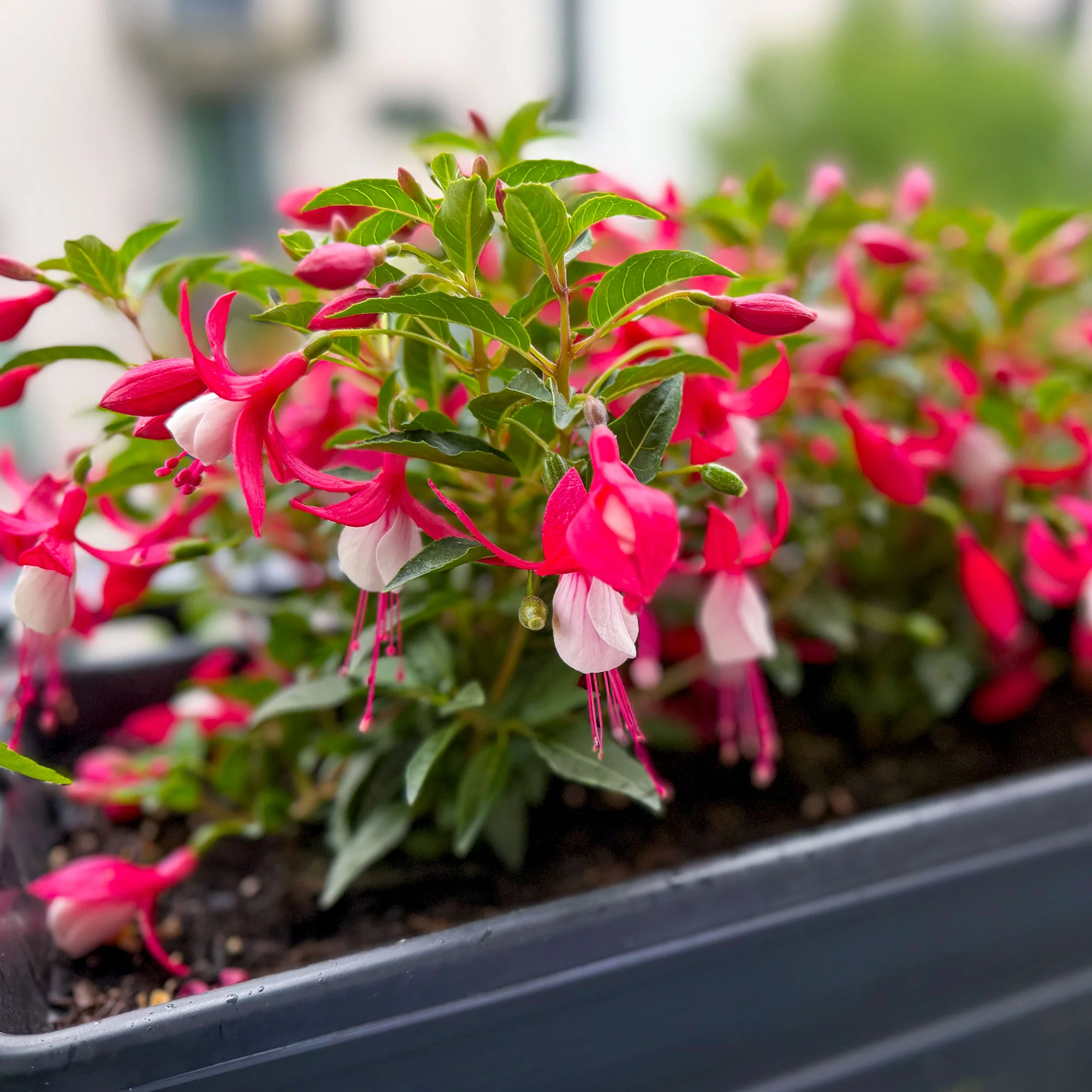 Bellenplant 'Madame Cornelissen' - Image 4