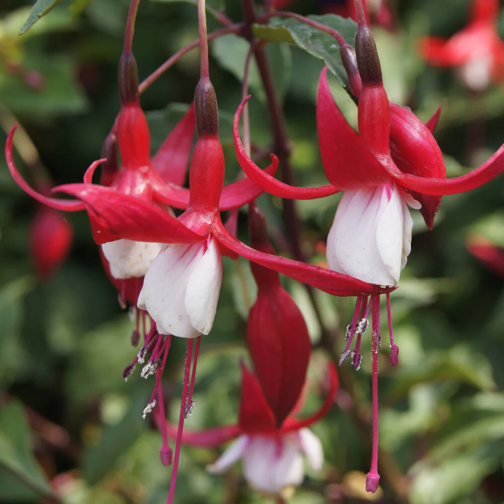 Bellenplant 'Madame Cornelissen' - Image 5