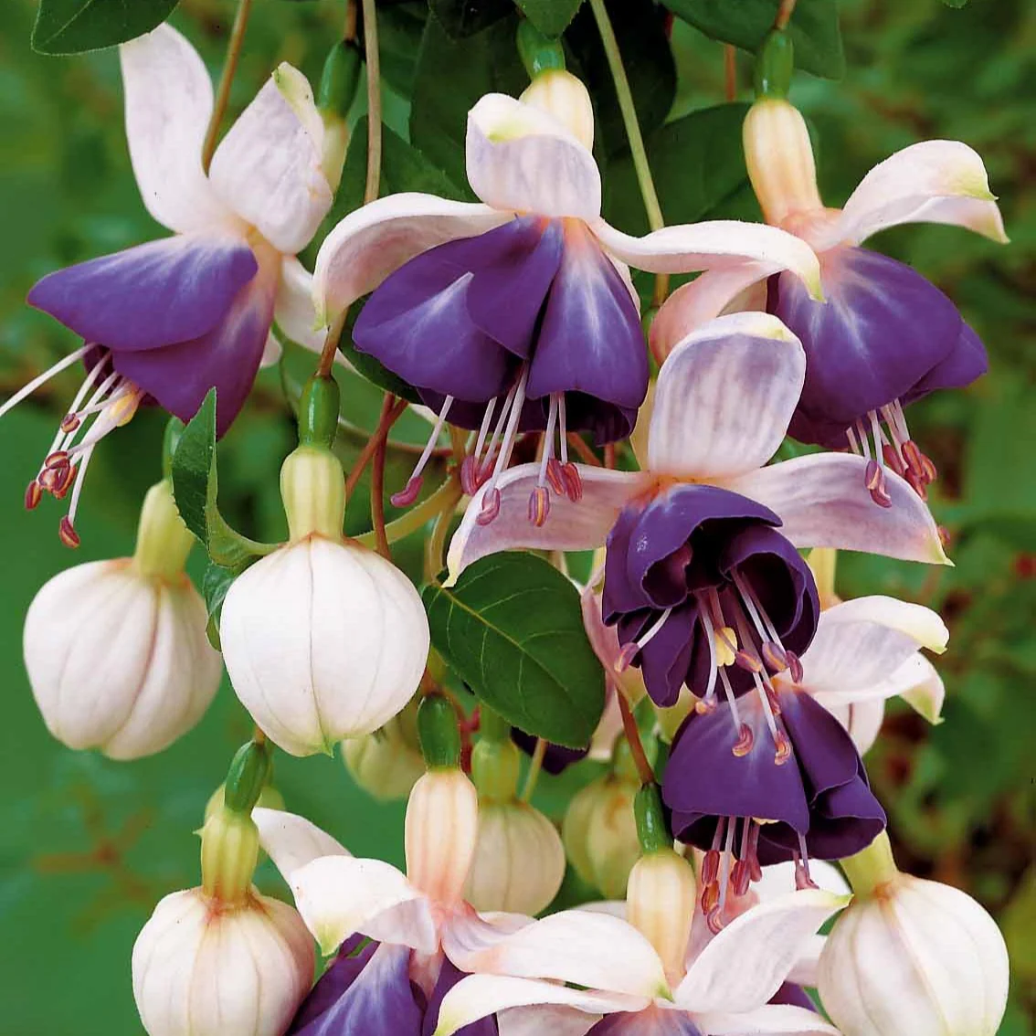 Bellenplant Mix 'Bicentennial' + 'Blue Angel' + 'Swingtime' (x6) - Image 6