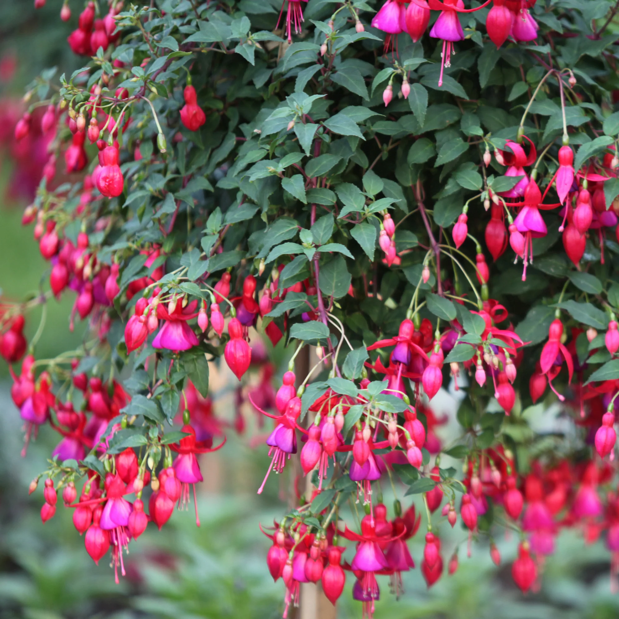 Bellenplant Mix 'Madame Cornelissen' + 'Brilliant' (x3) - Image 5