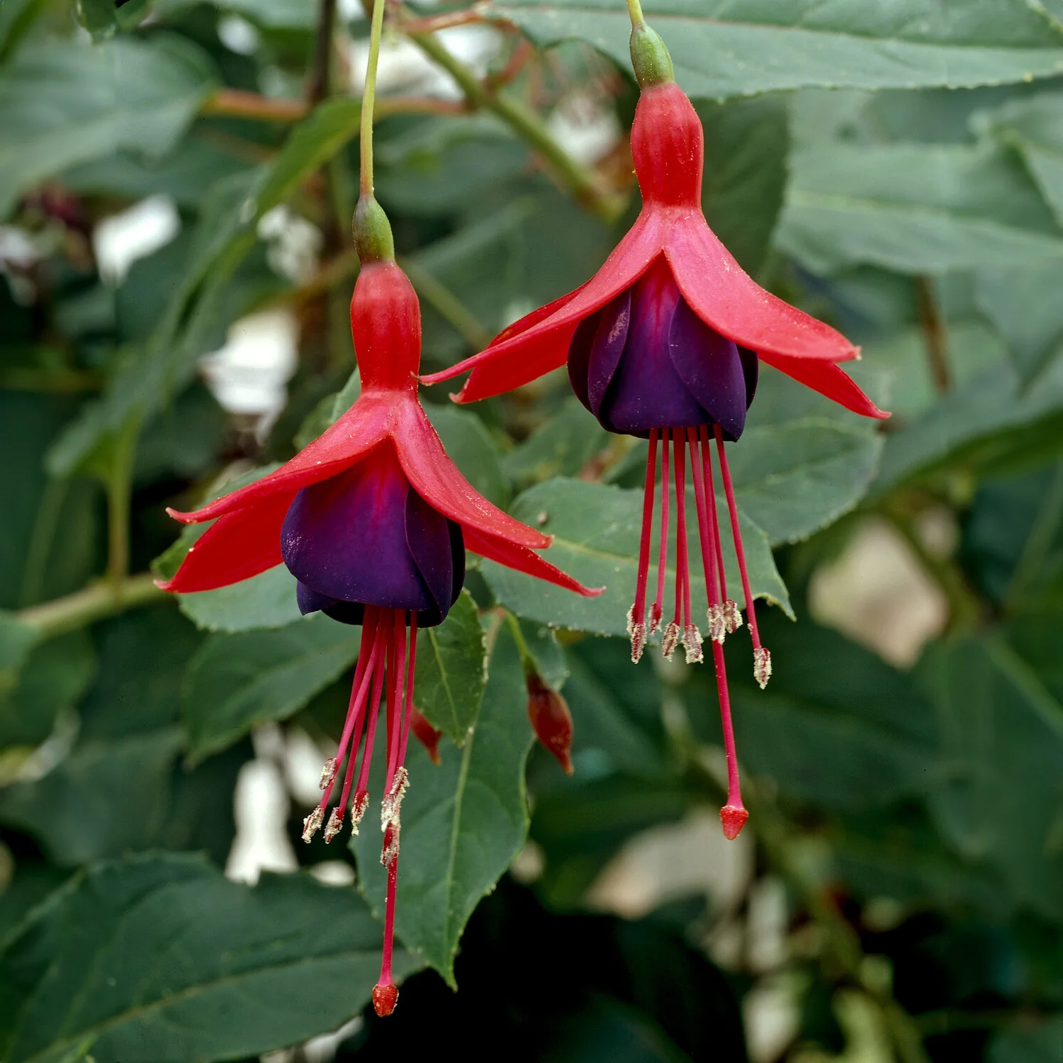 Bellenplant Mrs Popple