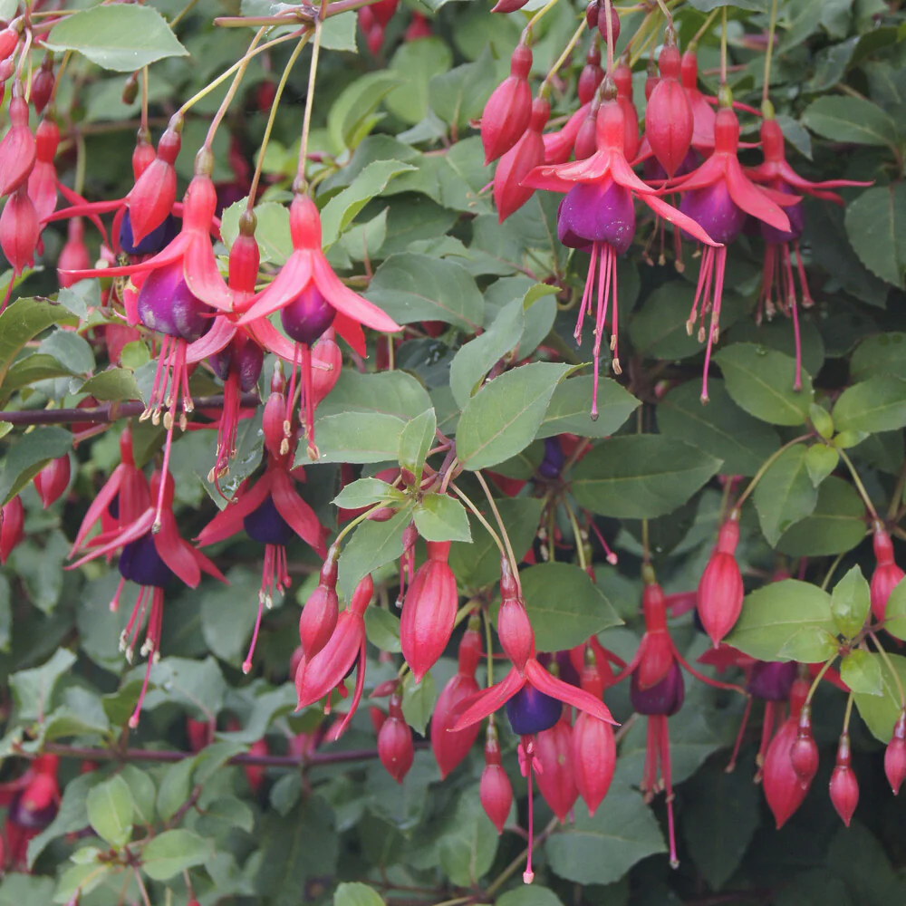 Bellenplant Mrs Popple - Image 2
