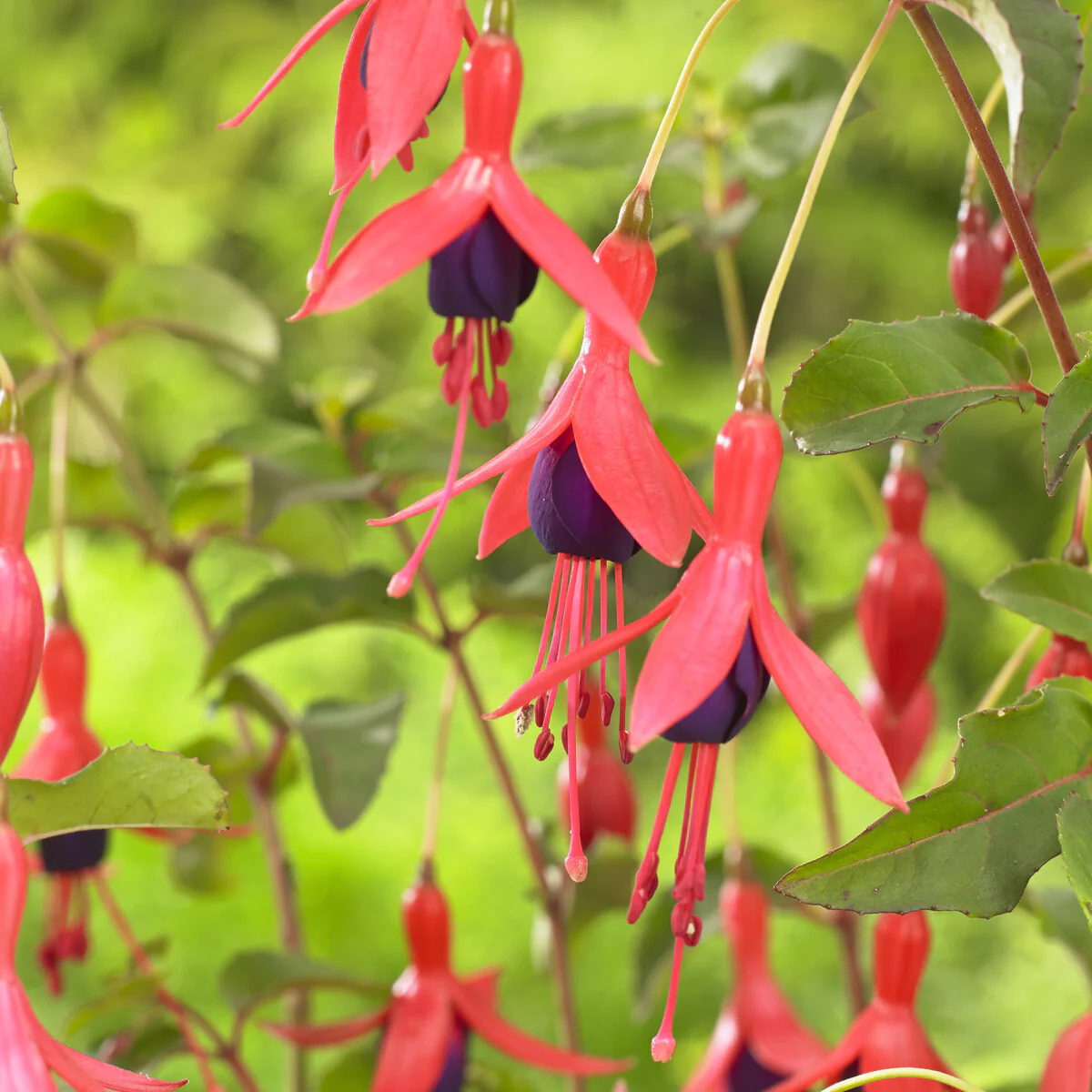 Bellenplant Mrs Popple - Image 3