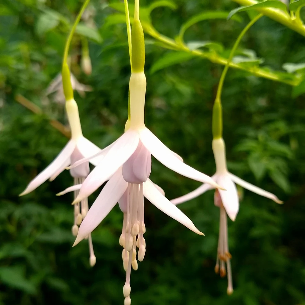 Bellenplant Sharpitor