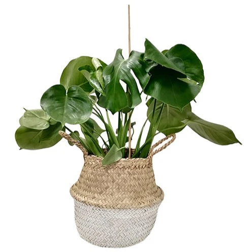 Belly Basket blanc