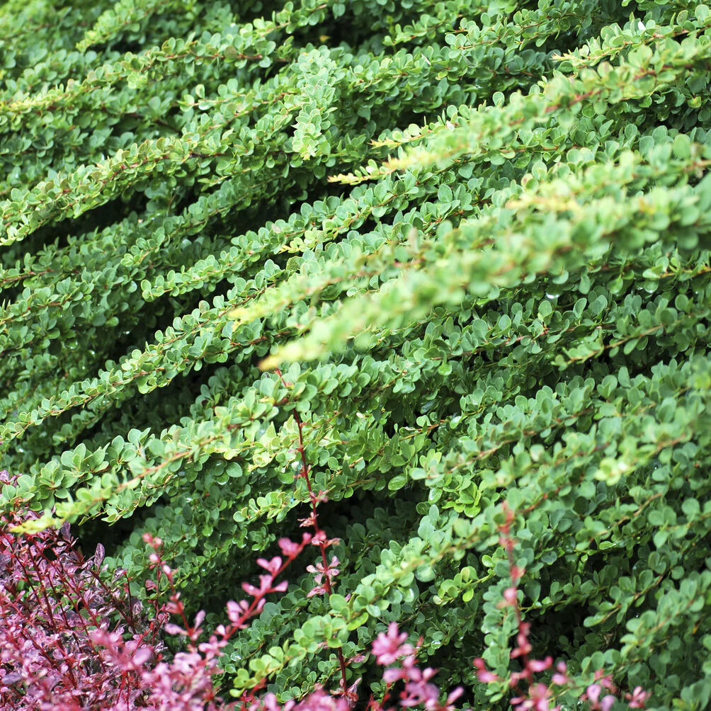 Berberis Green Carpet