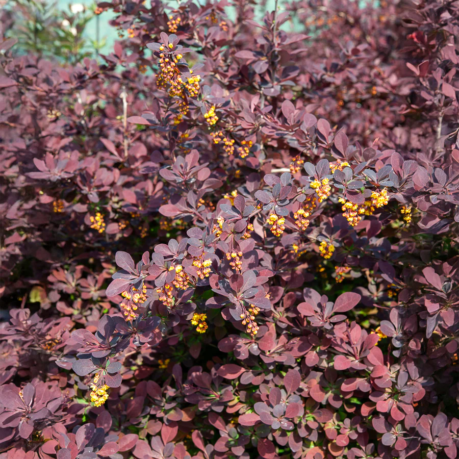 Miniatuur 1