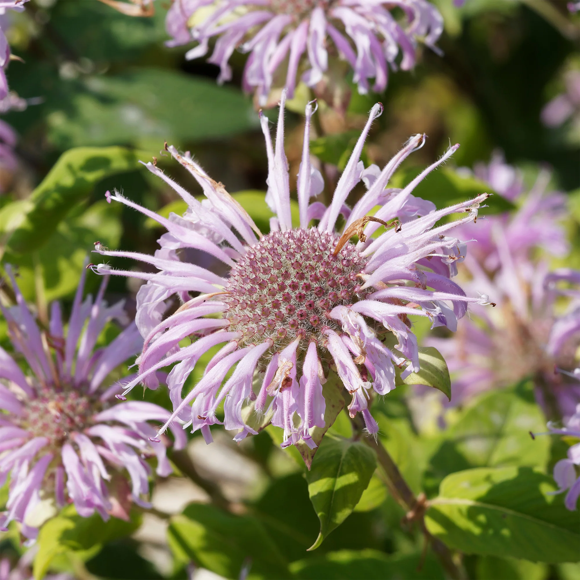 Bergamotplant
