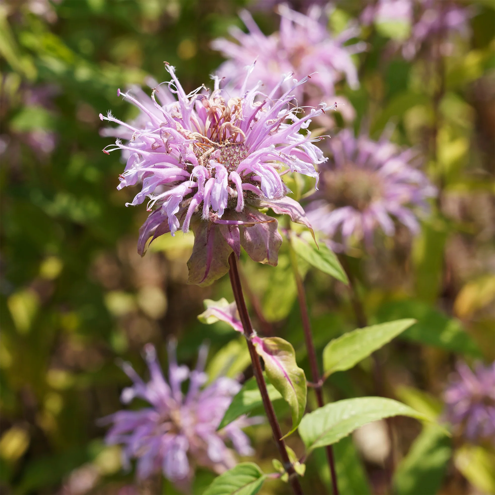 Bergamotplant - Image 2