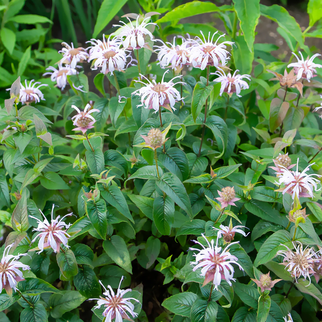 Bergamotplant - Image 3