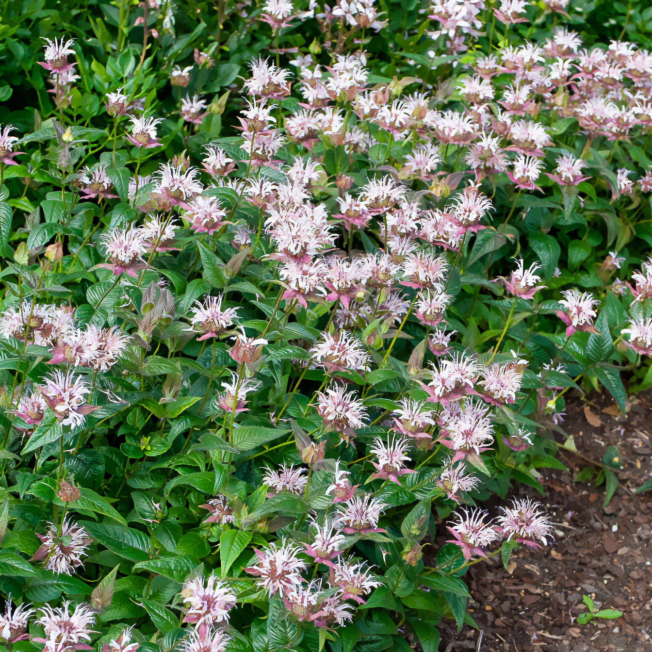 Bergamotplant - Image 4