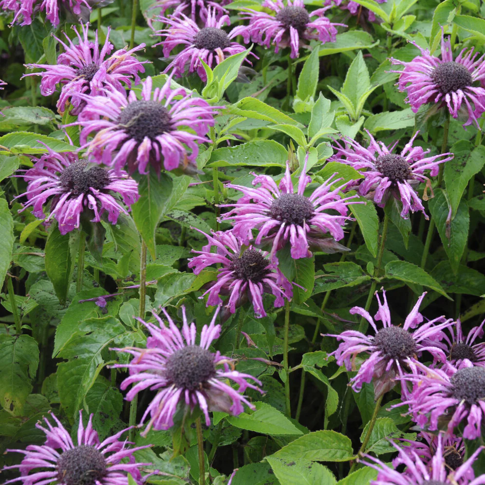 Bergamotplant Aquarius