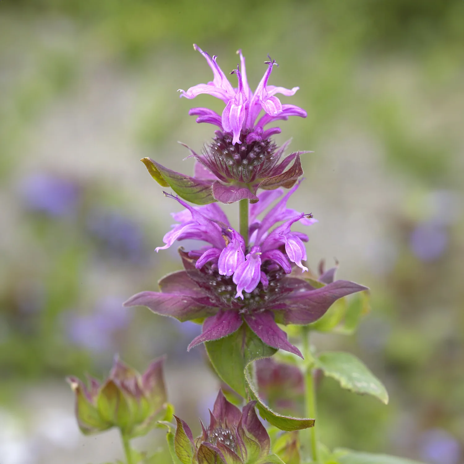 Bergamotplant Aquarius - Image 2