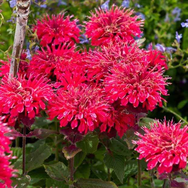 Bergamotplant 'Bee Happy'