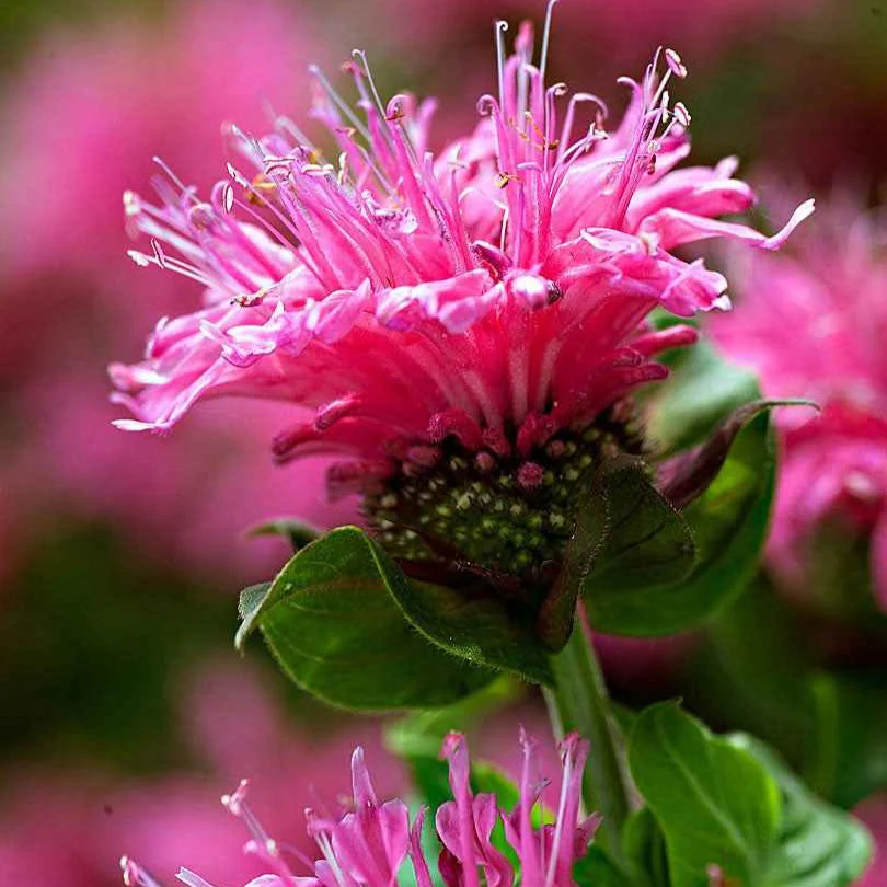 Miniatuur 2